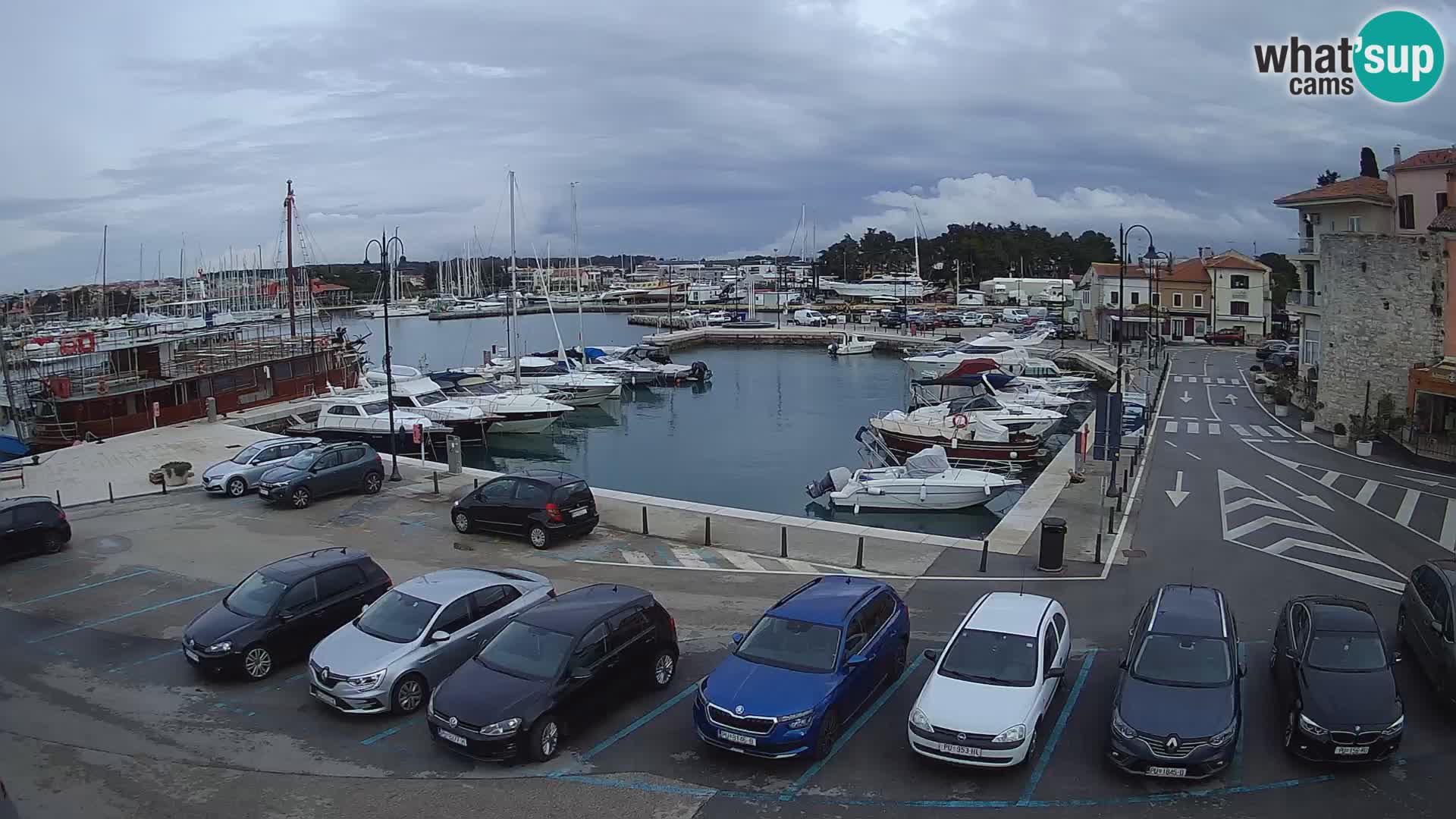 Novigrad | Porporela marina