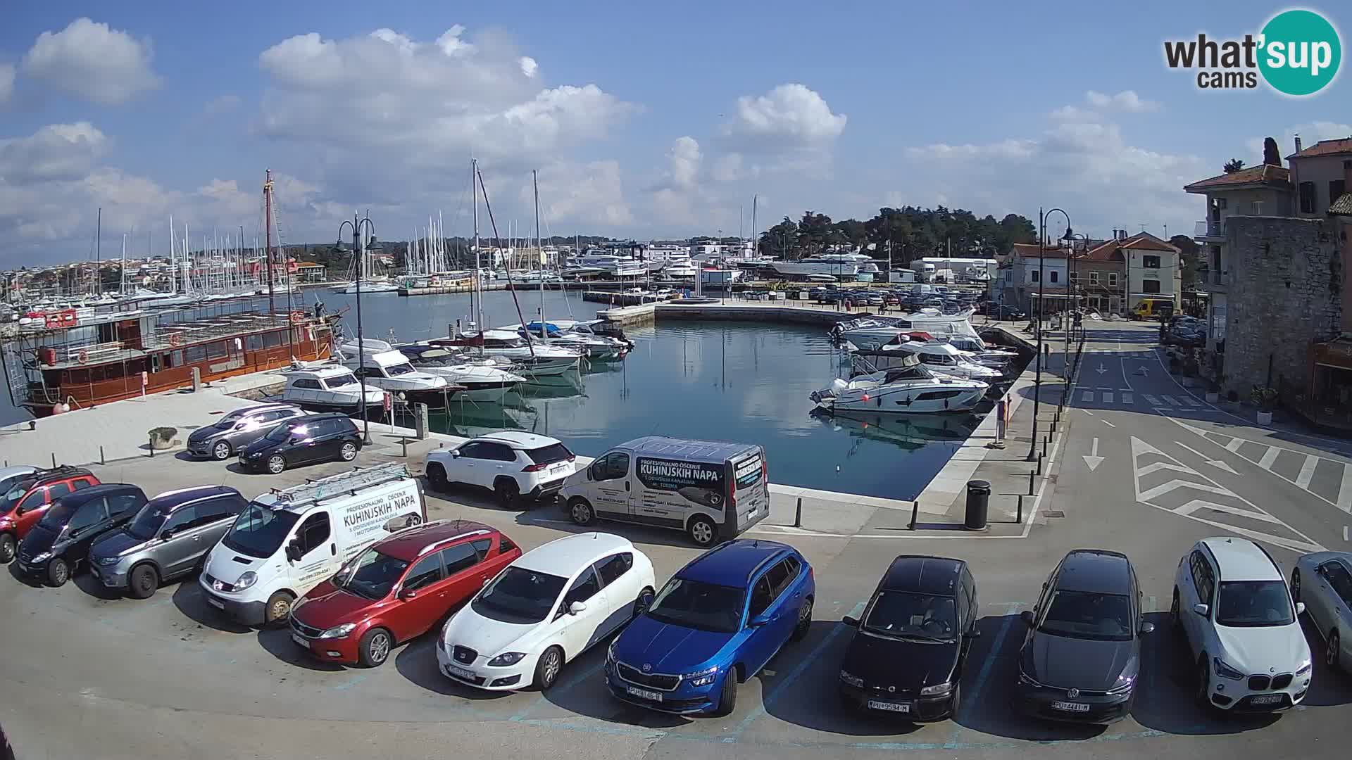 Novigrad | Porporela marina