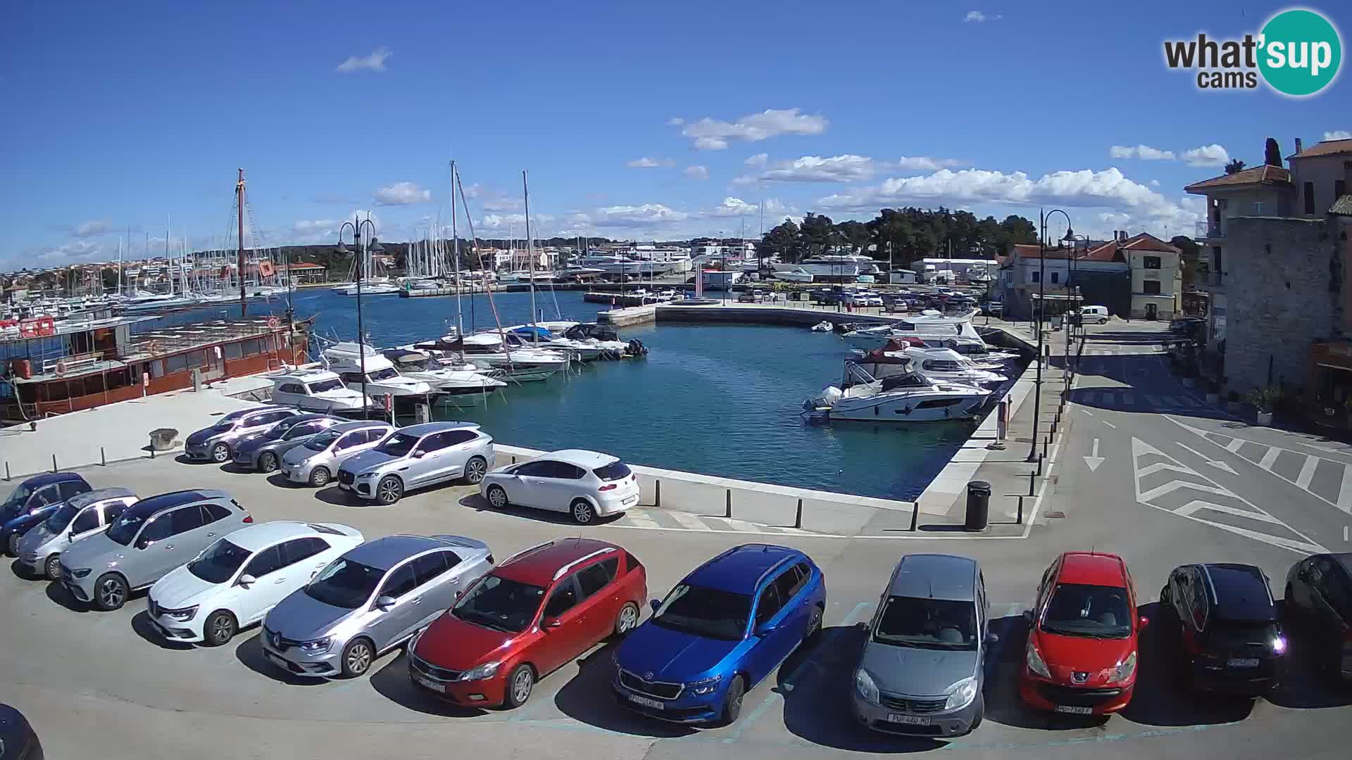 Novigrad | Porporela marina