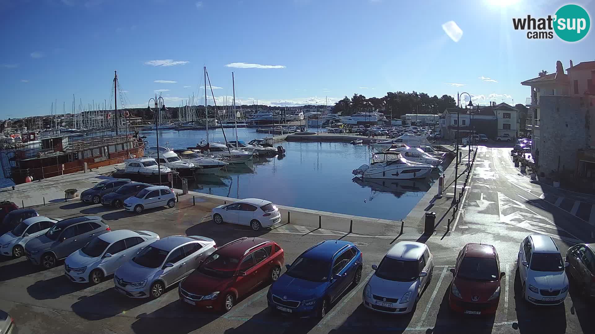 Novigrad | Porporela marina