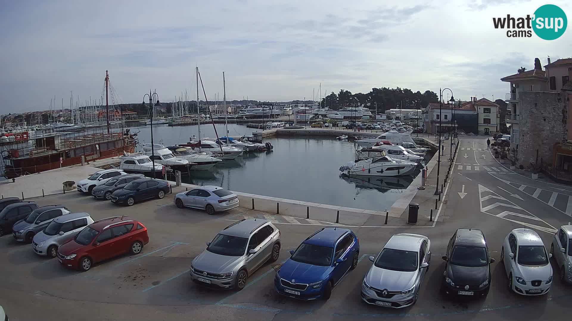 Novigrad | Porporela marina