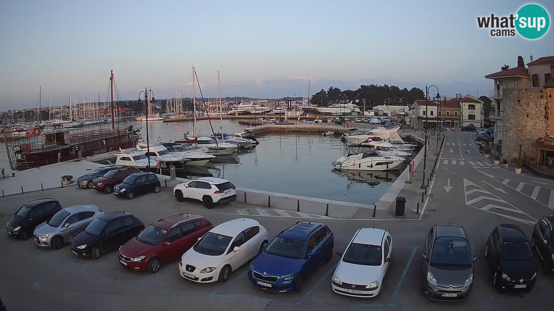 Novigrad | Porporela marina