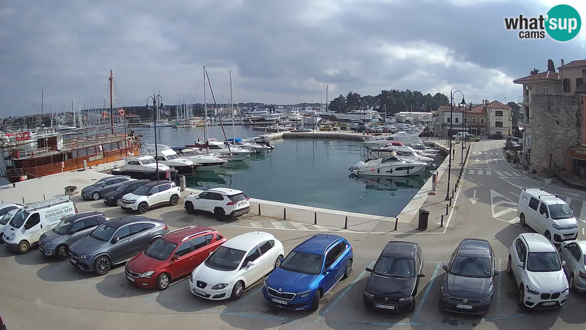 Novigrad | Porporela marina