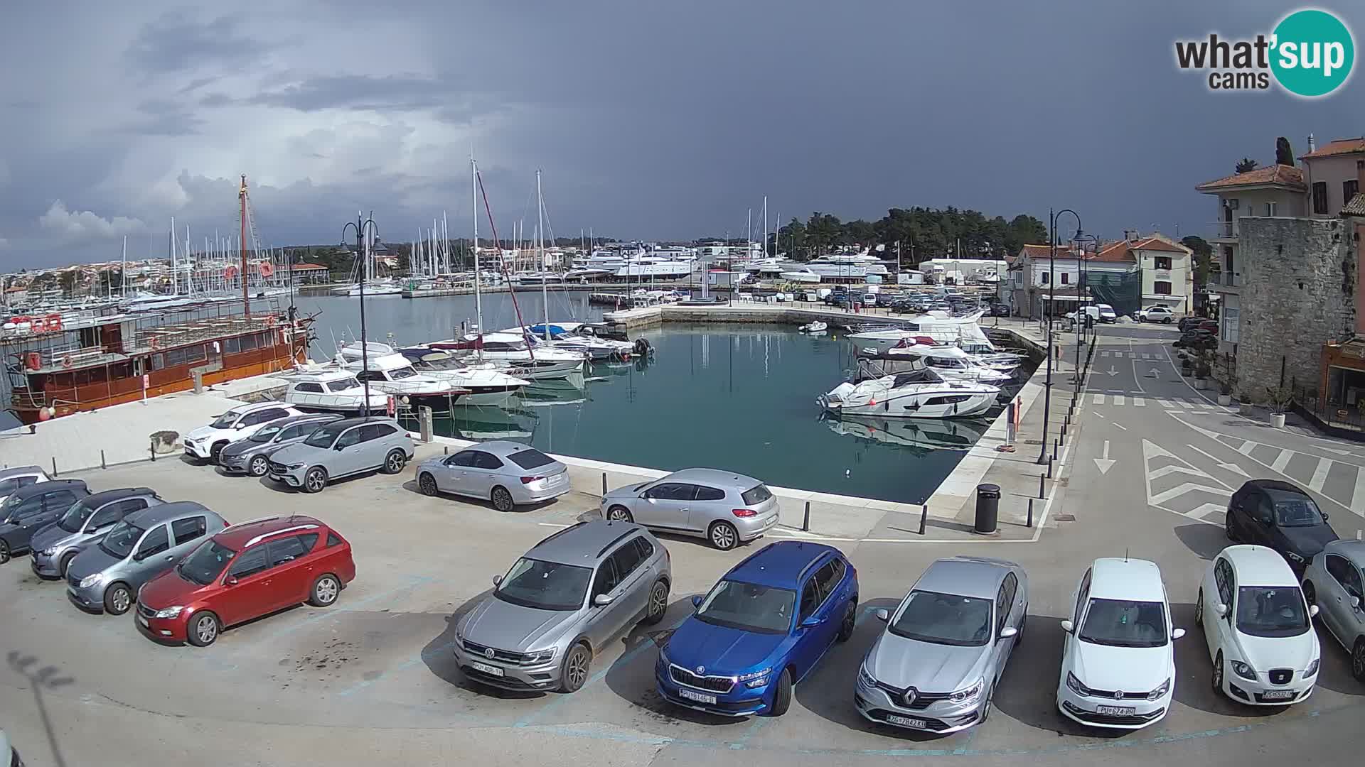 Novigrad | Porporela marina