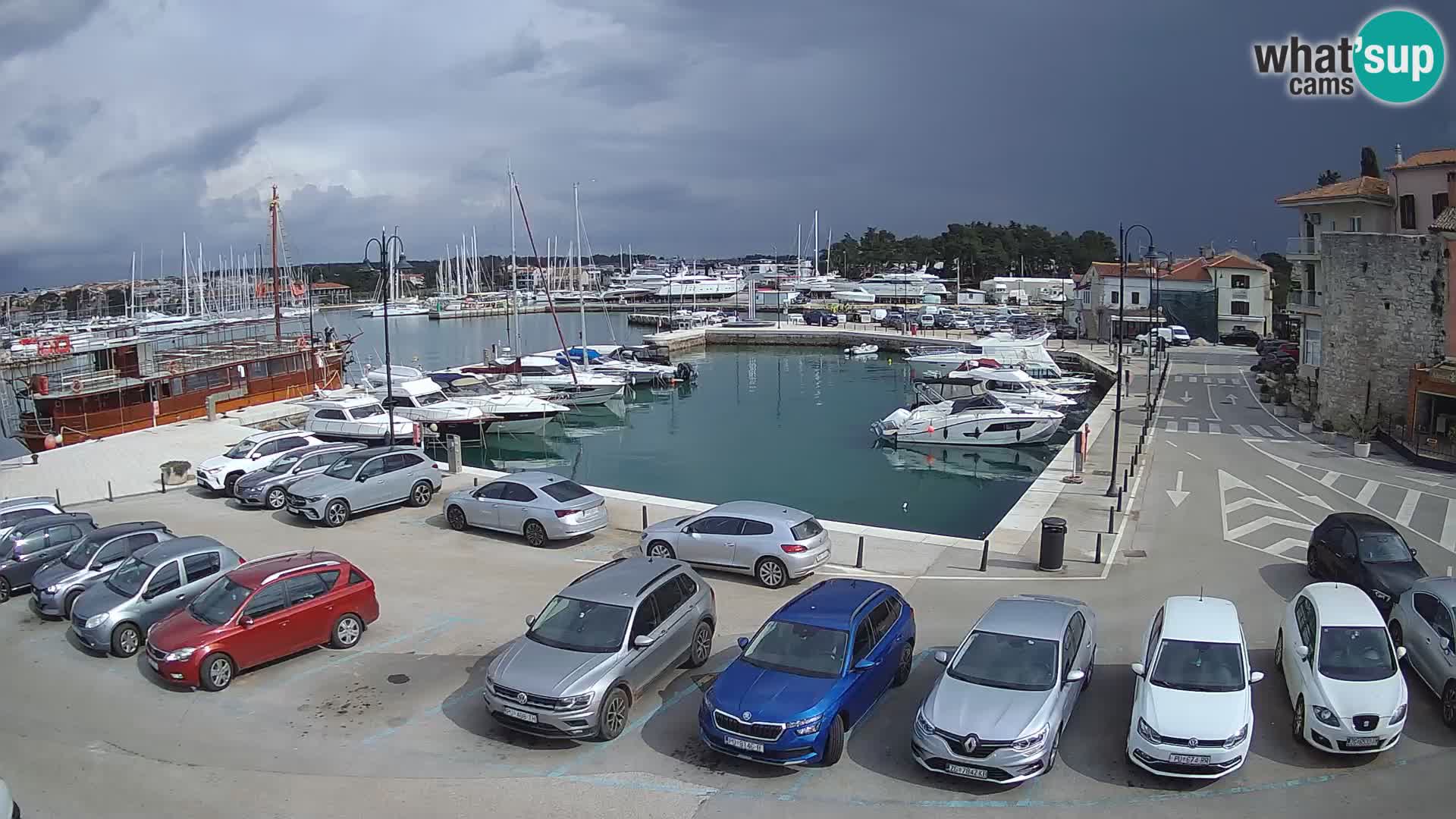 Novigrad | Porporela marina