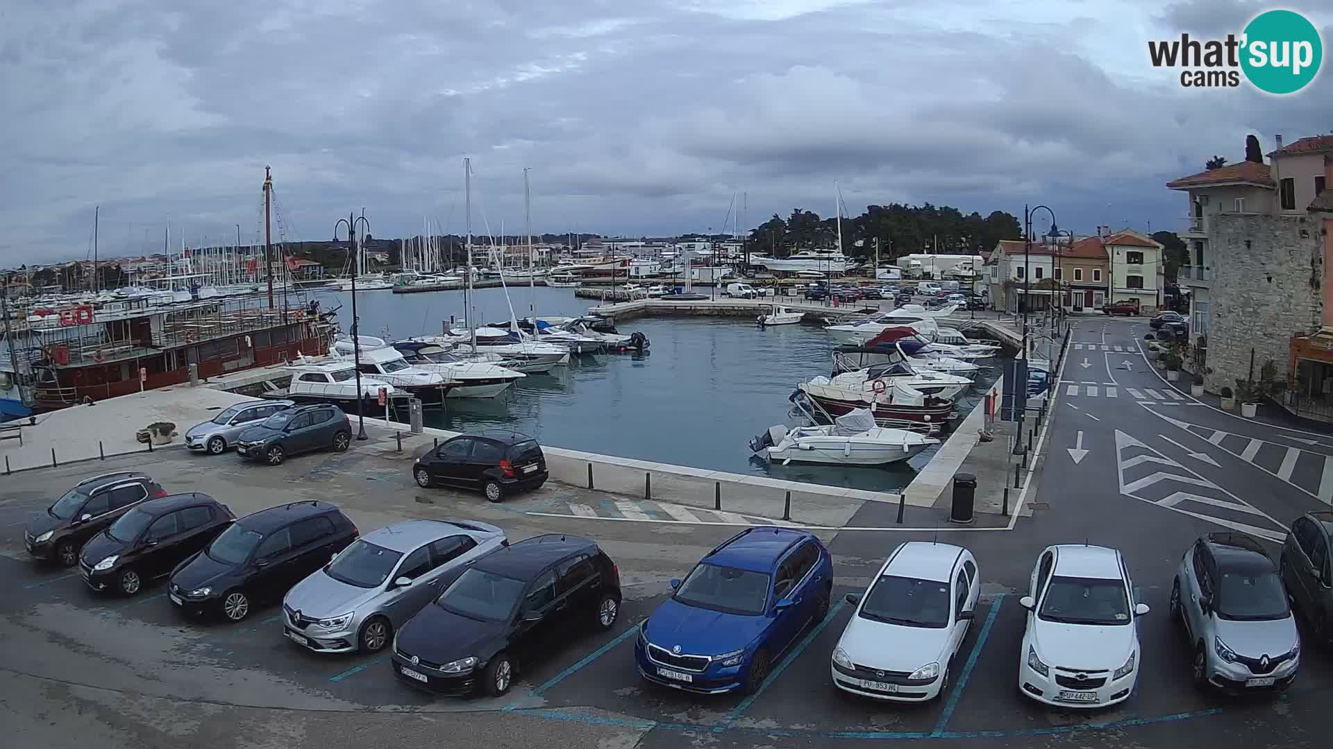 Novigrad | Porporela marina