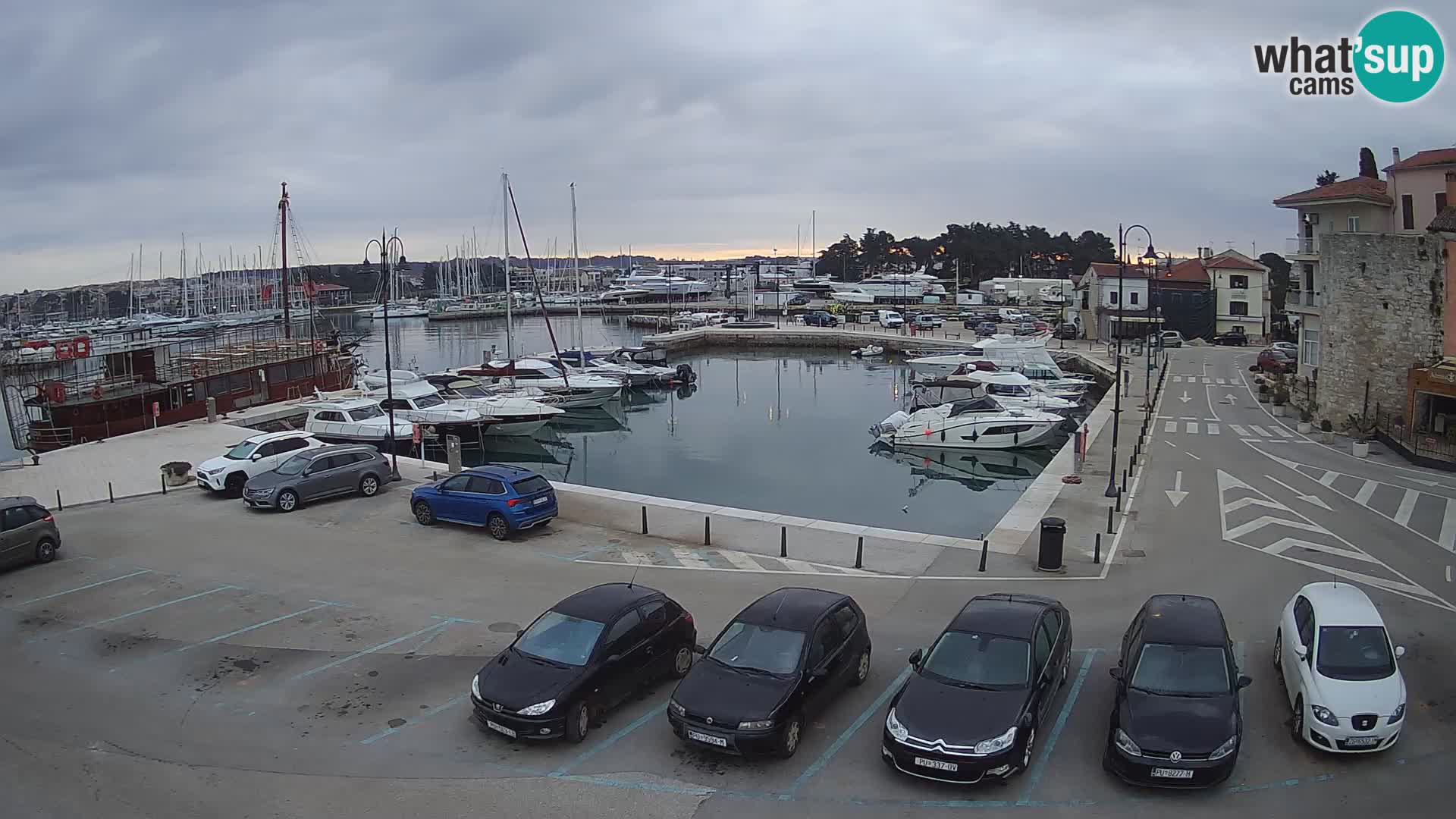 Novigrad | Porporela marina