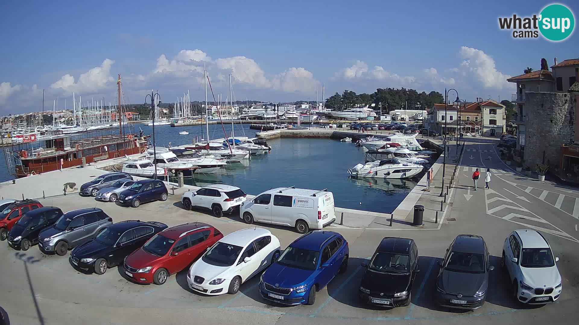 Novigrad | Porporela marina