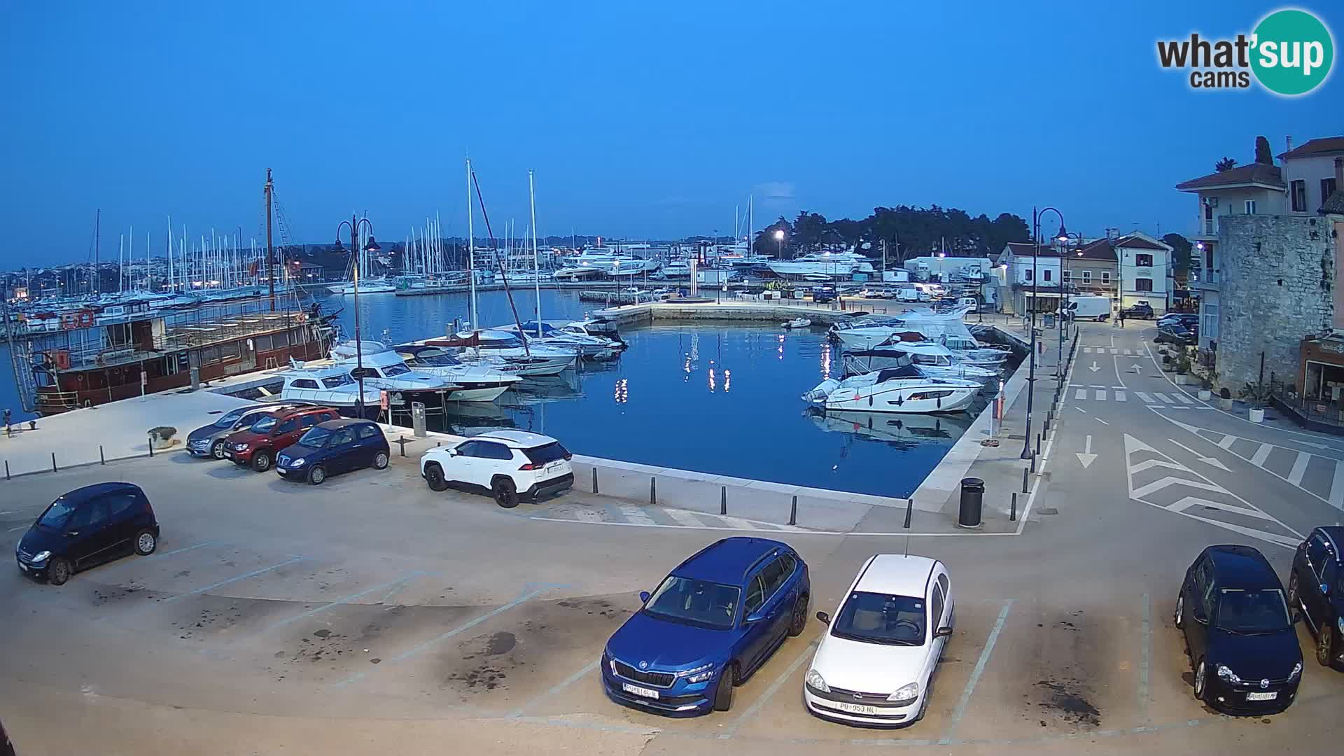 Novigrad | Porporela marina