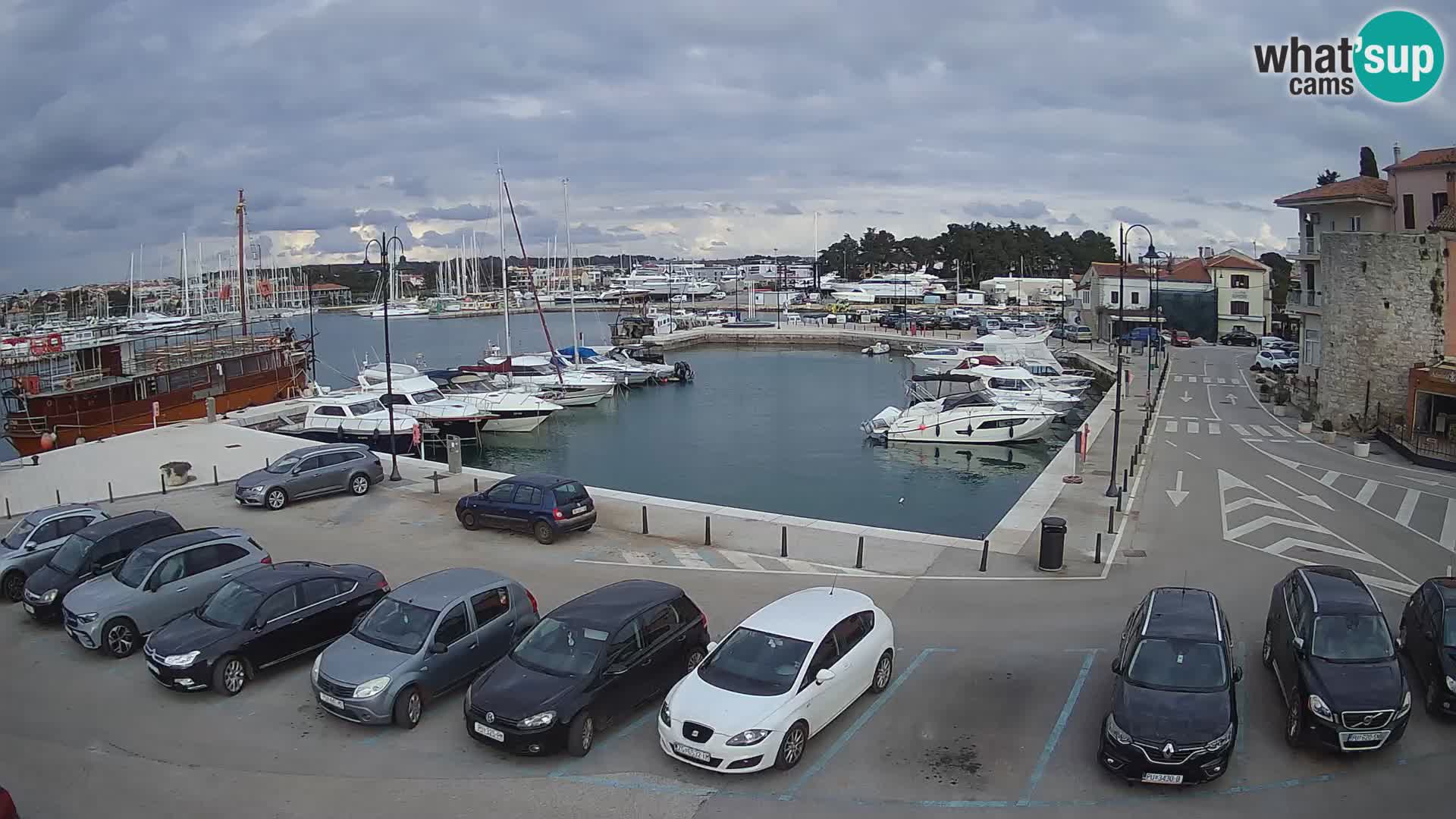 Novigrad | Porporela marina