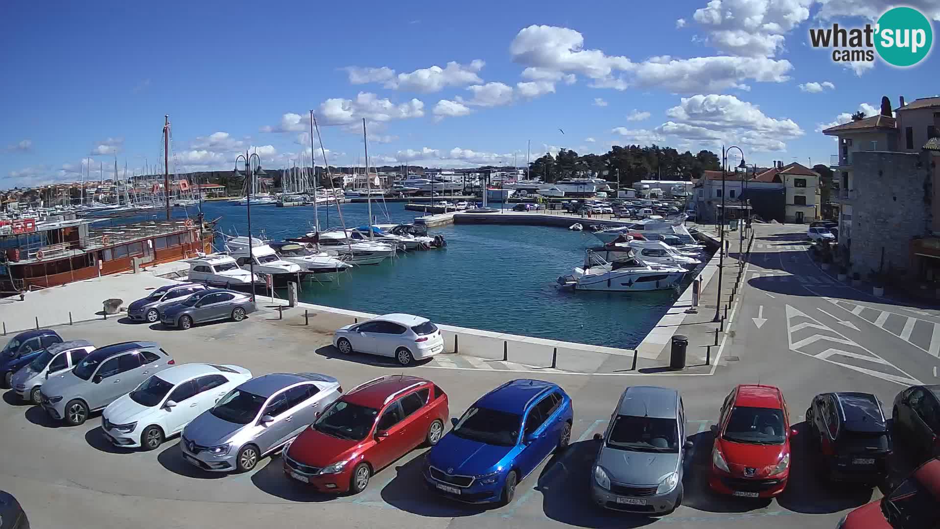 Novigrad | Porporela marina