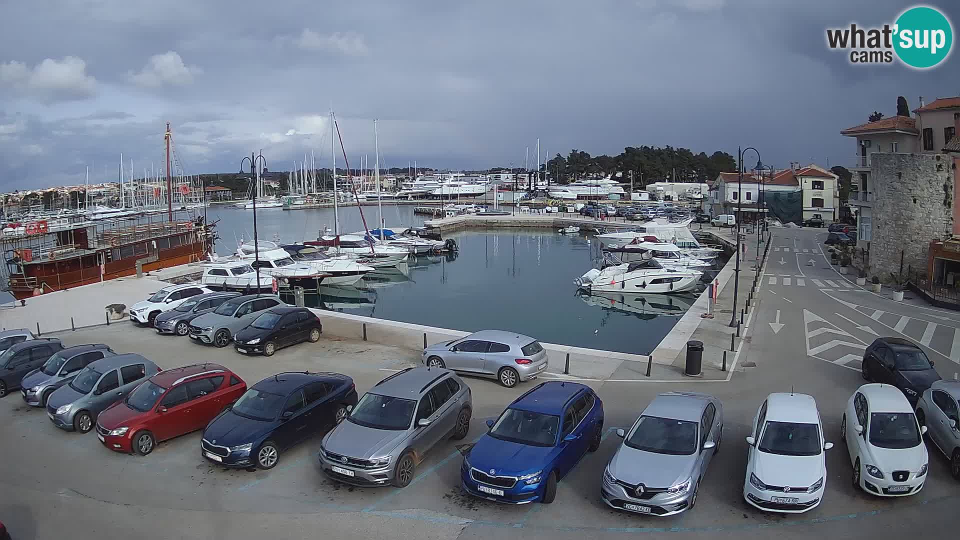 Novigrad | Porporela marina