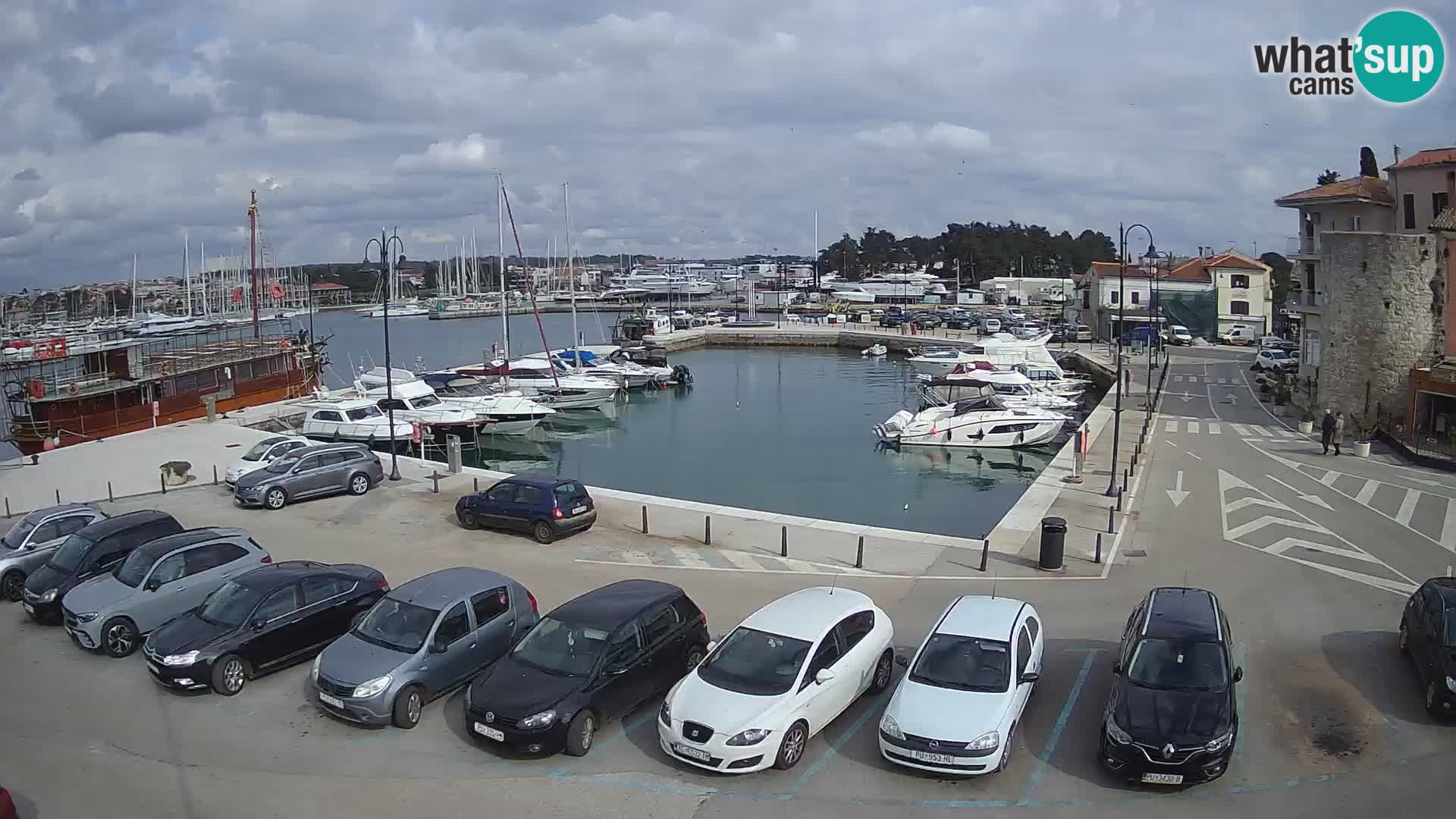 Novigrad | Porporela marina