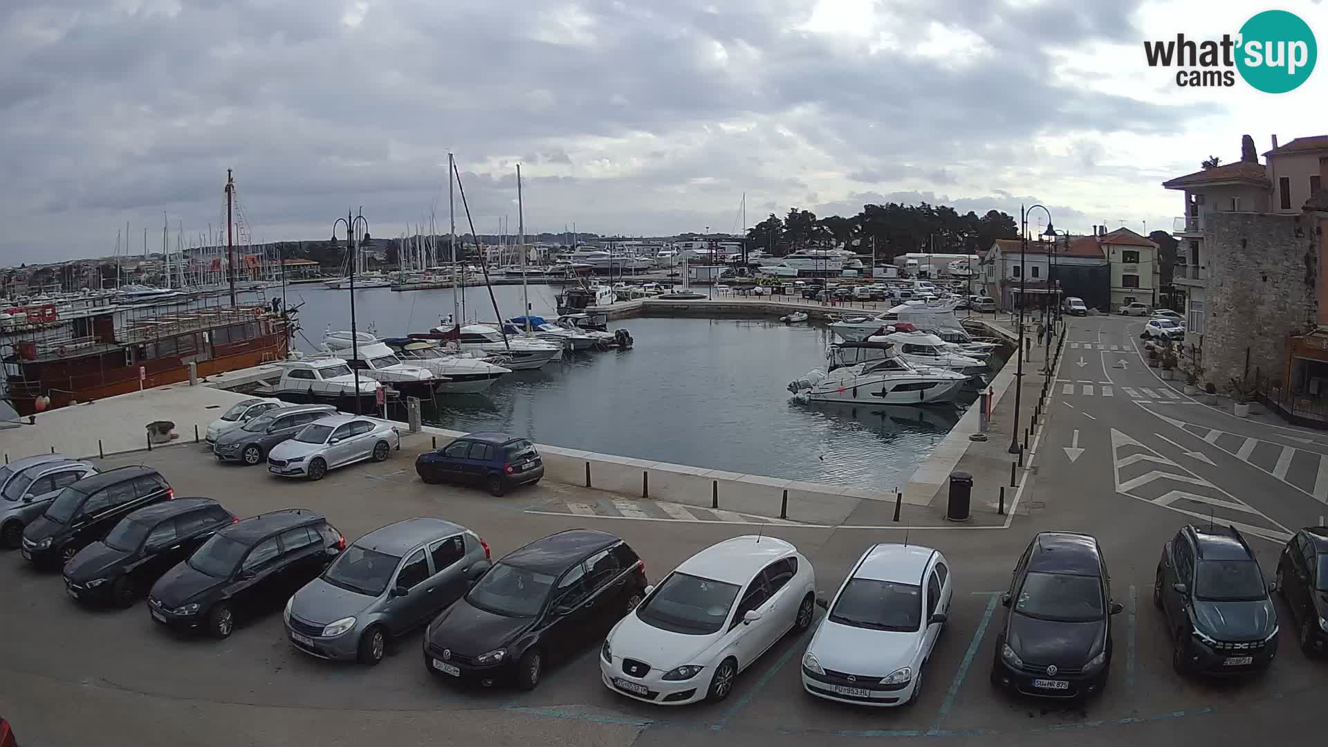 Novigrad | Porporela marina