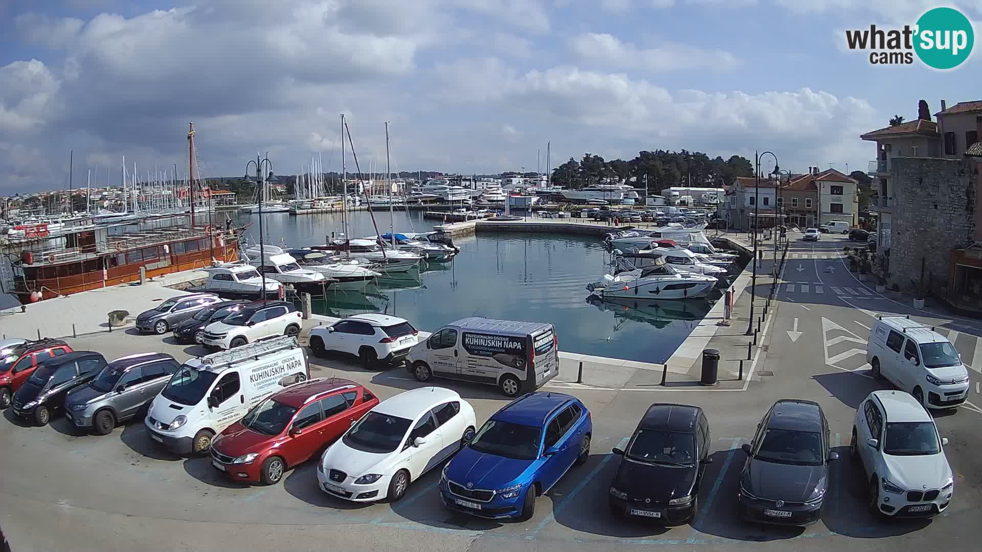 Novigrad | Porporela marina