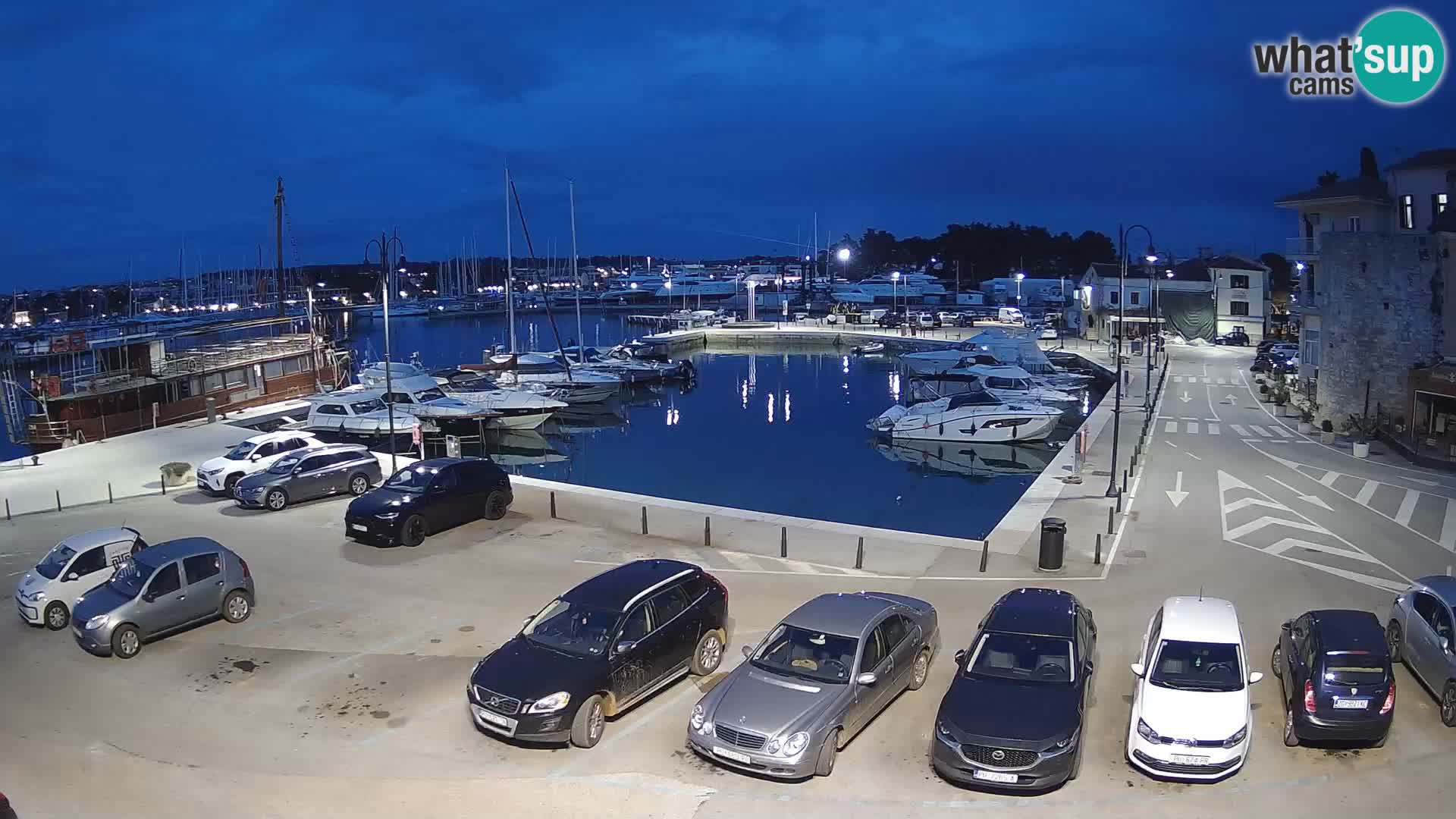 Novigrad | Porporela marina