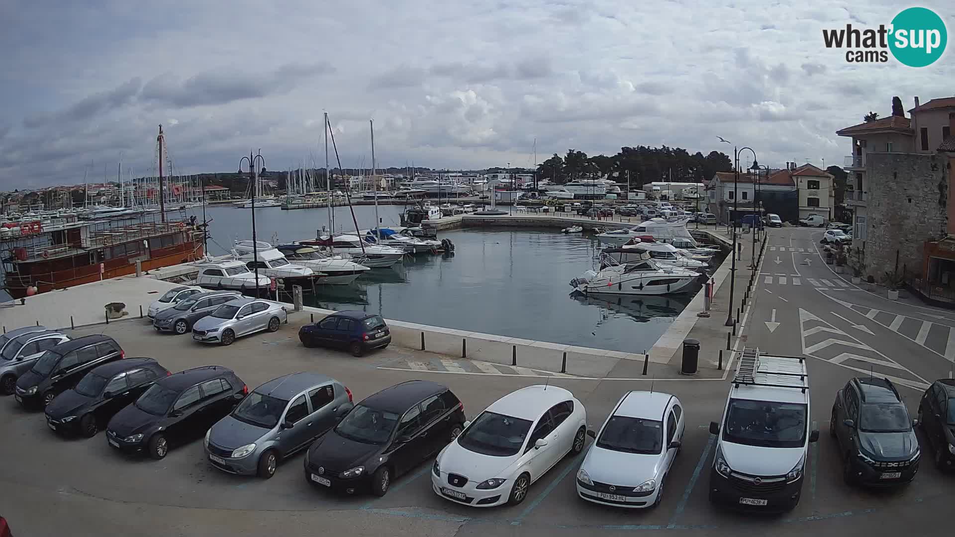 Novigrad | Porporela marina