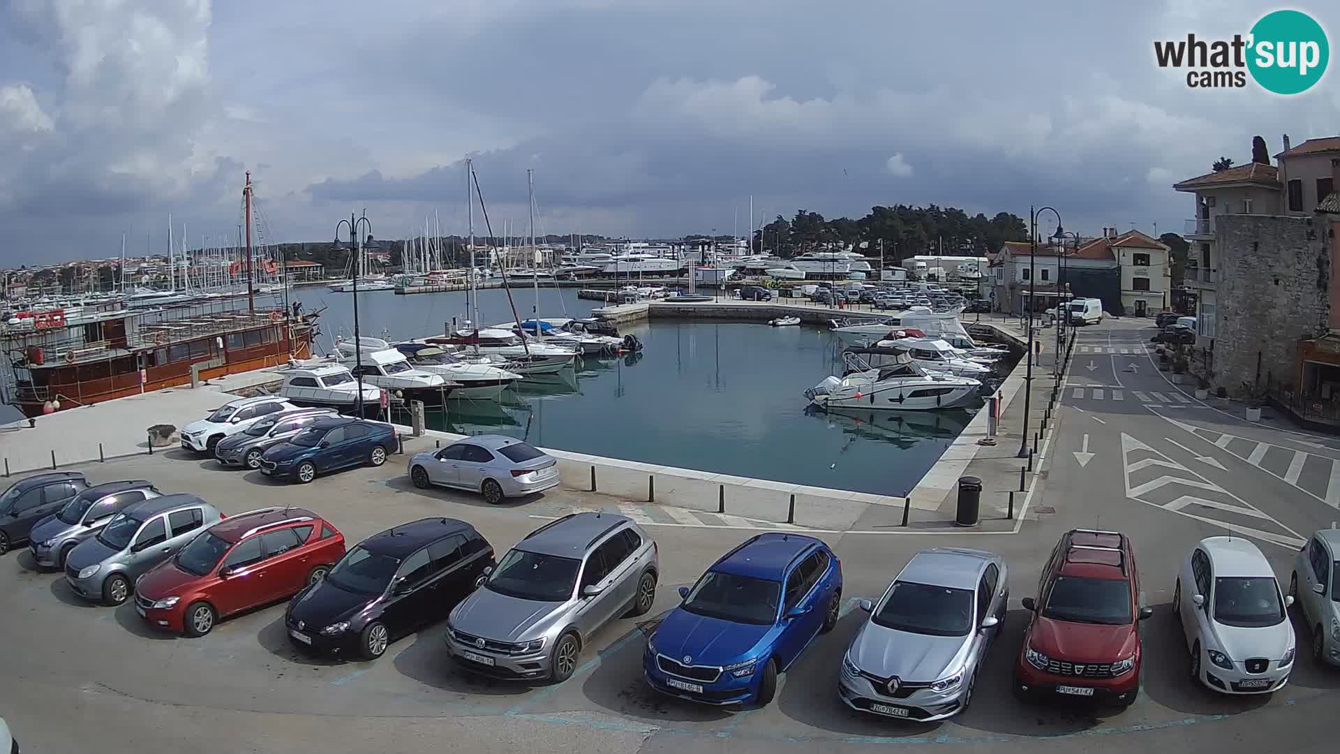 Novigrad | Porporela marina