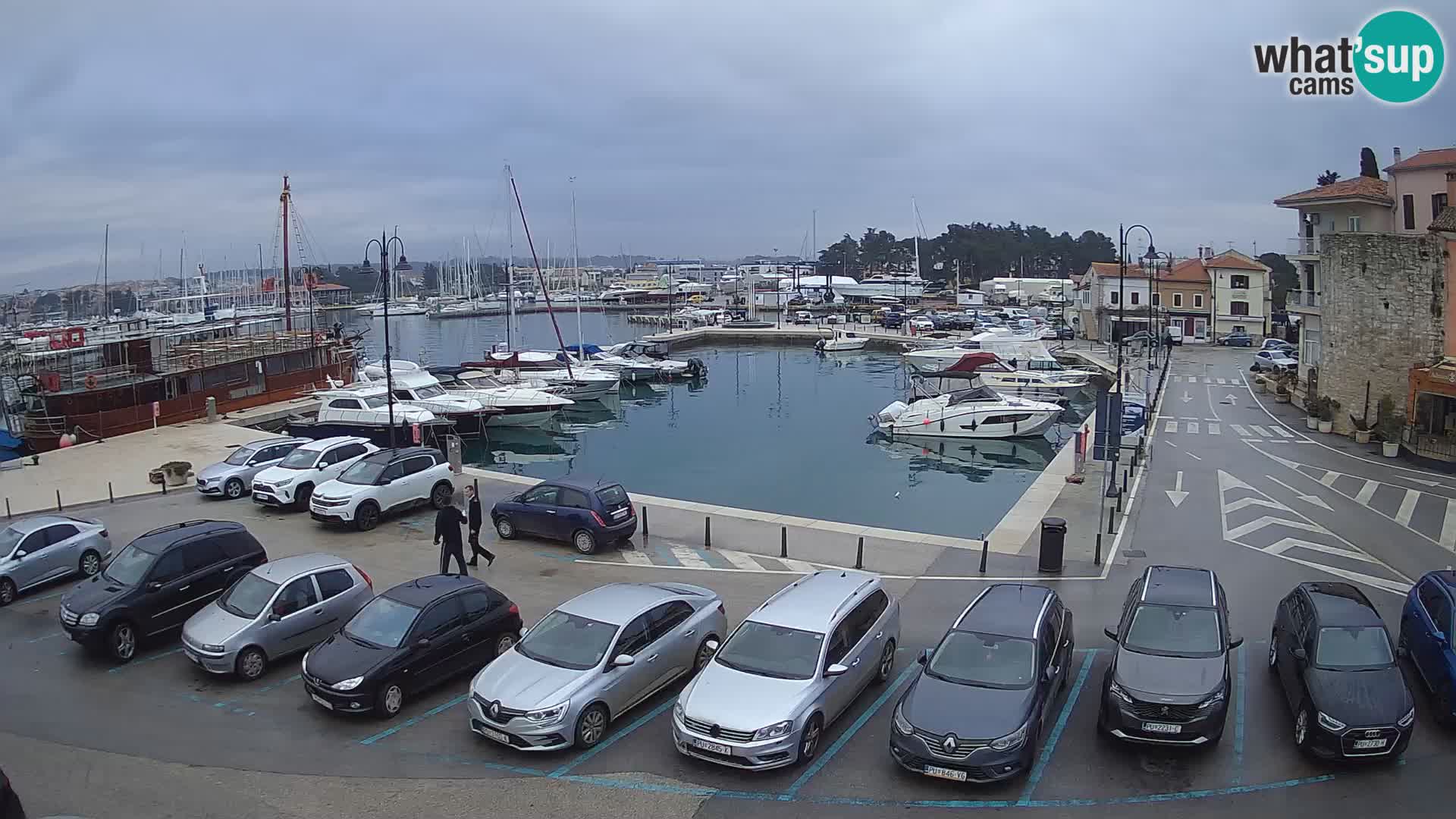 Novigrad | Porporela marina