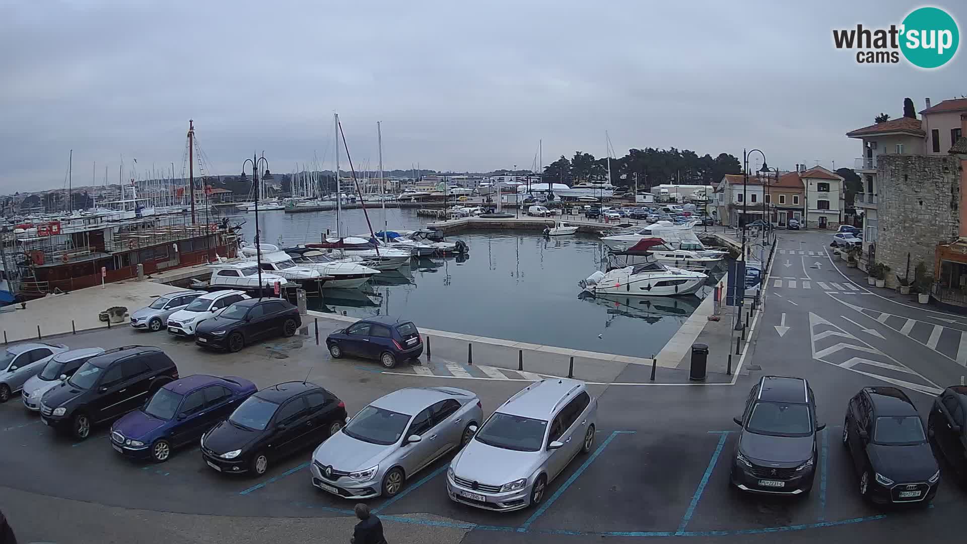 Novigrad | Porporela marina