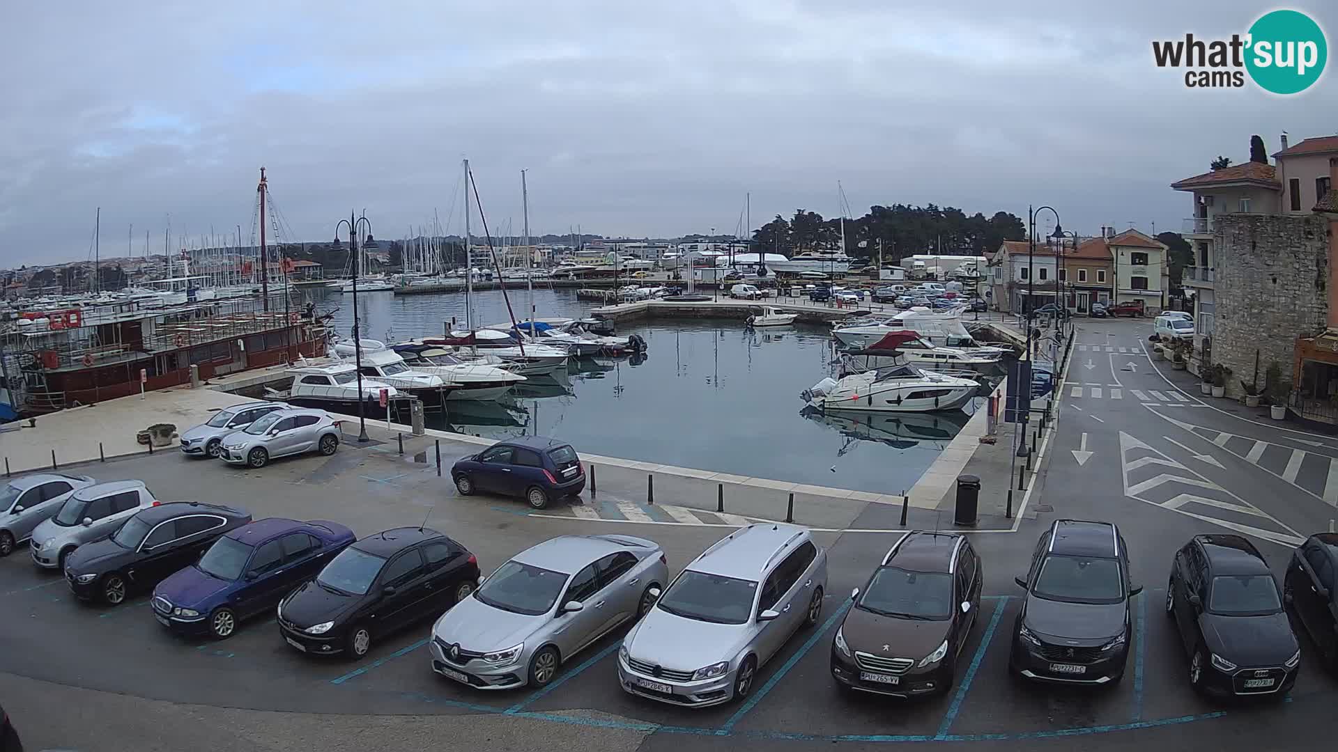 Novigrad | Porporela marina