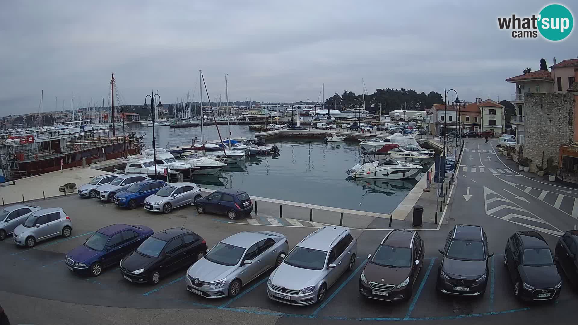 Novigrad | Porporela marina