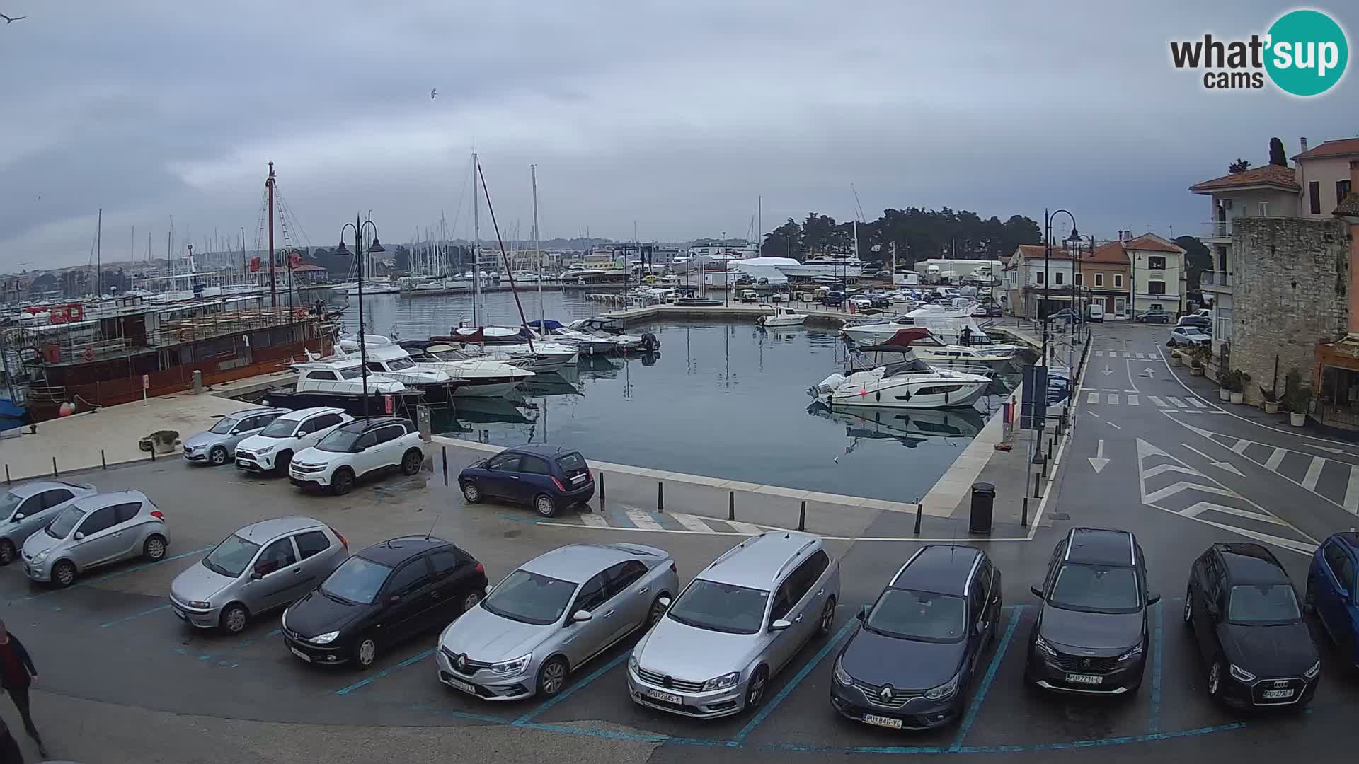 Novigrad | Porporela marina