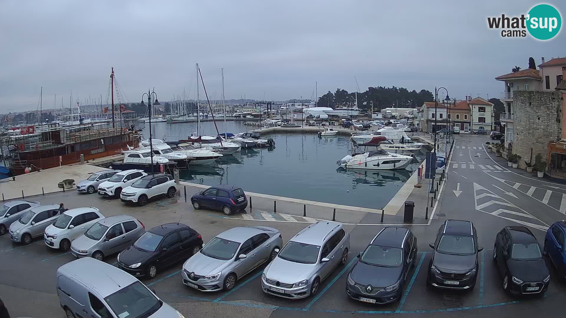 Novigrad | Porporela marina