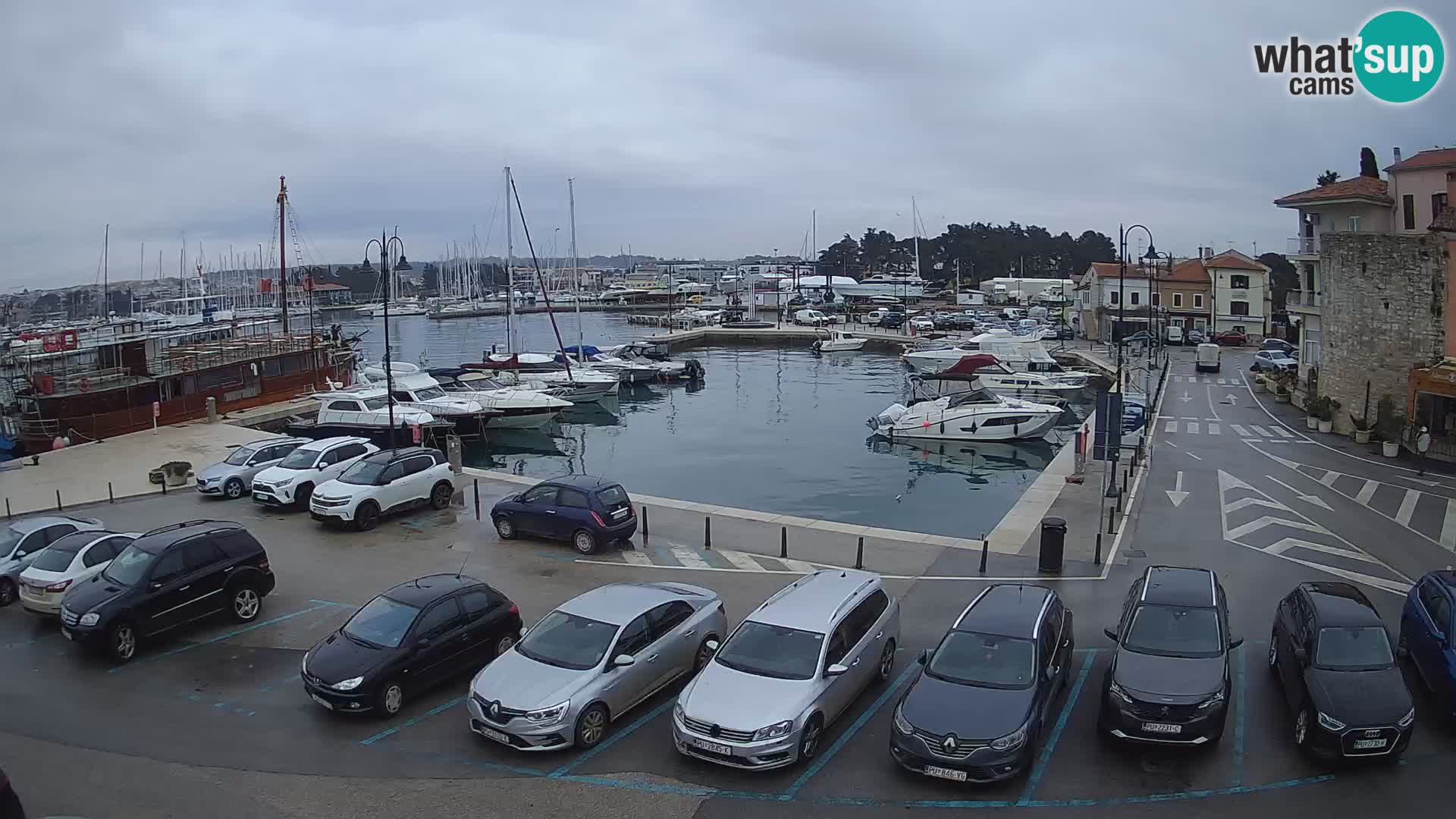 Novigrad | Porporela marina