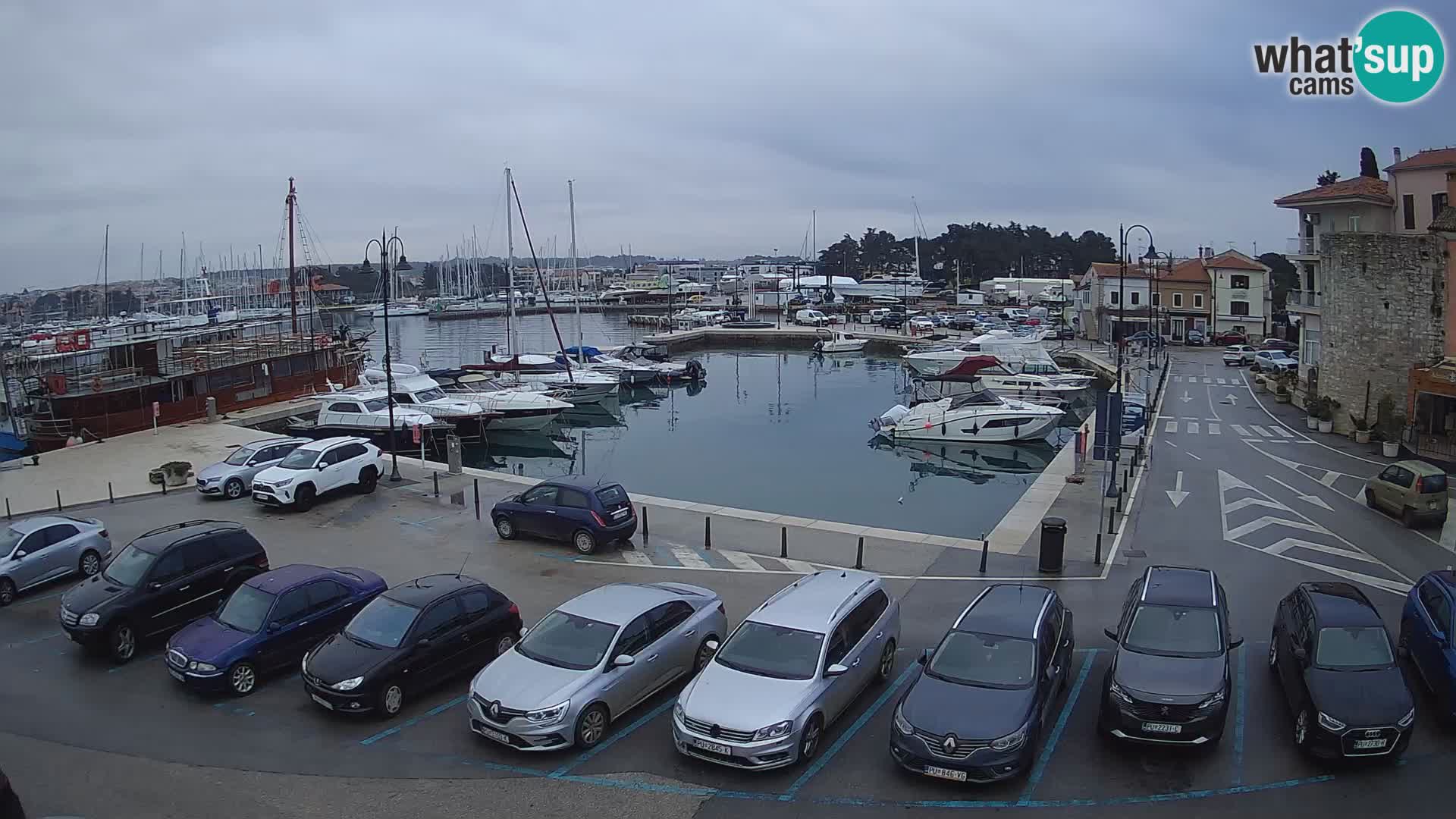 Novigrad | Porporela marina