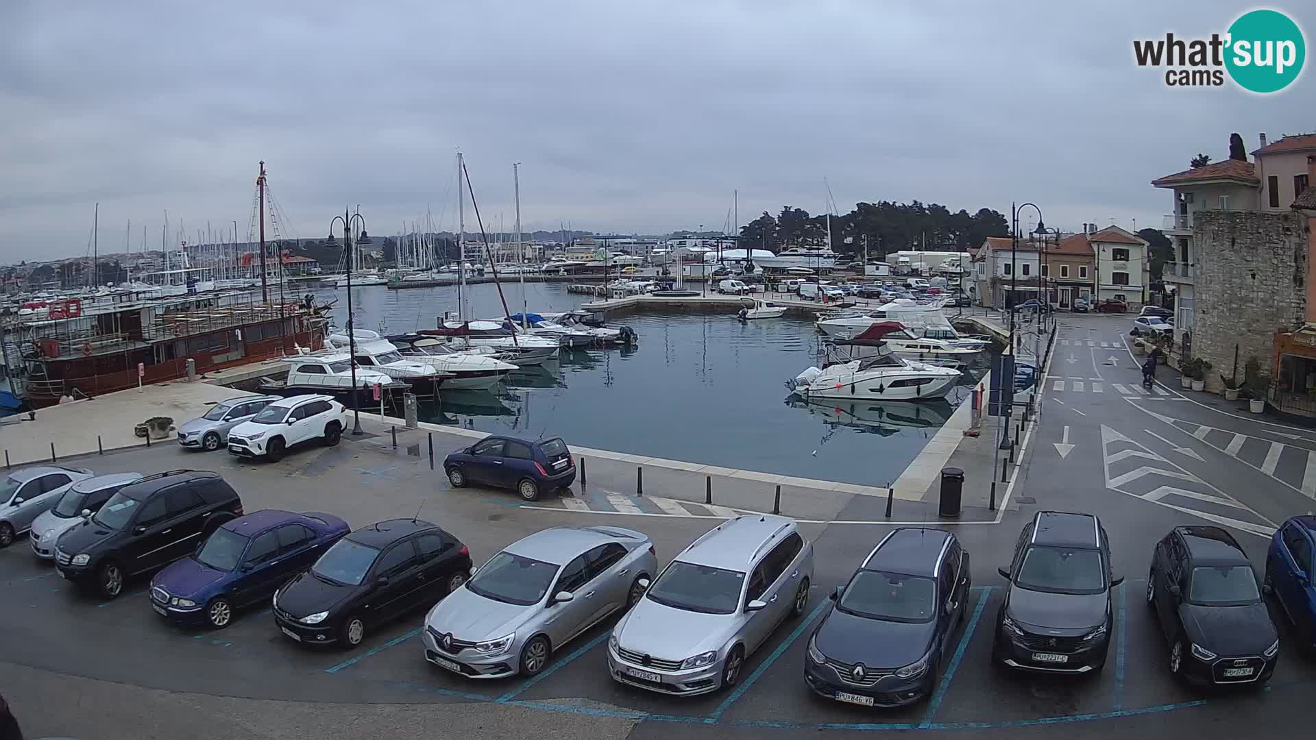 Novigrad | Porporela marina