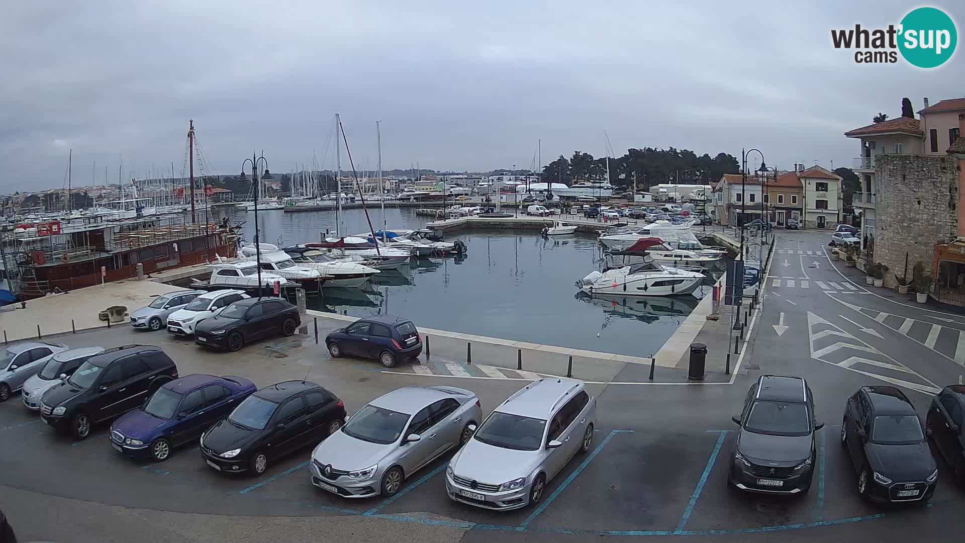 Novigrad | Porporela marina