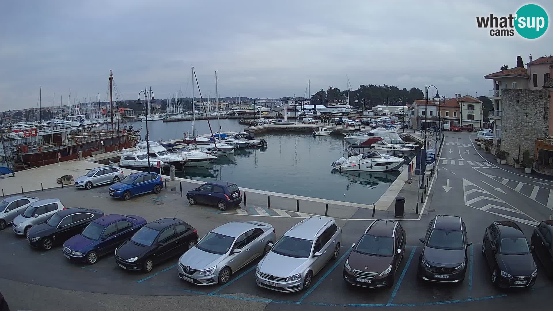 Novigrad | Porporela marina