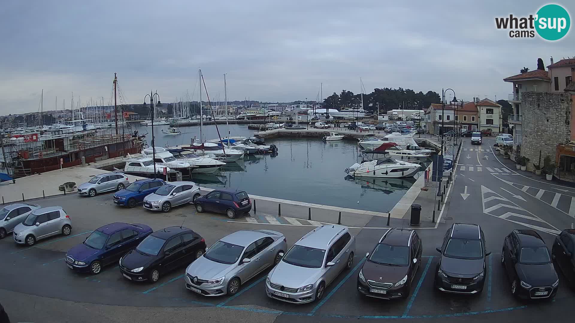 Novigrad | Porporela marina