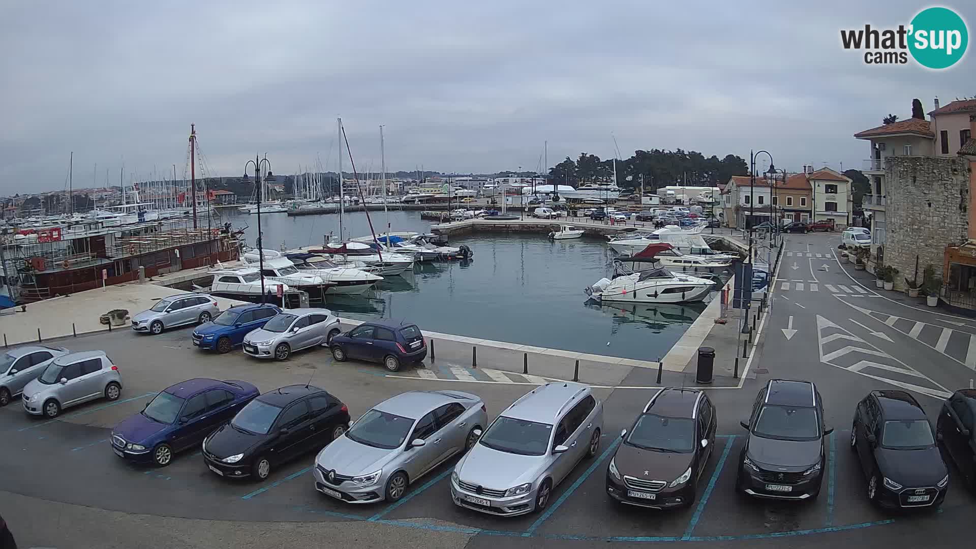 Novigrad | Porporela marina