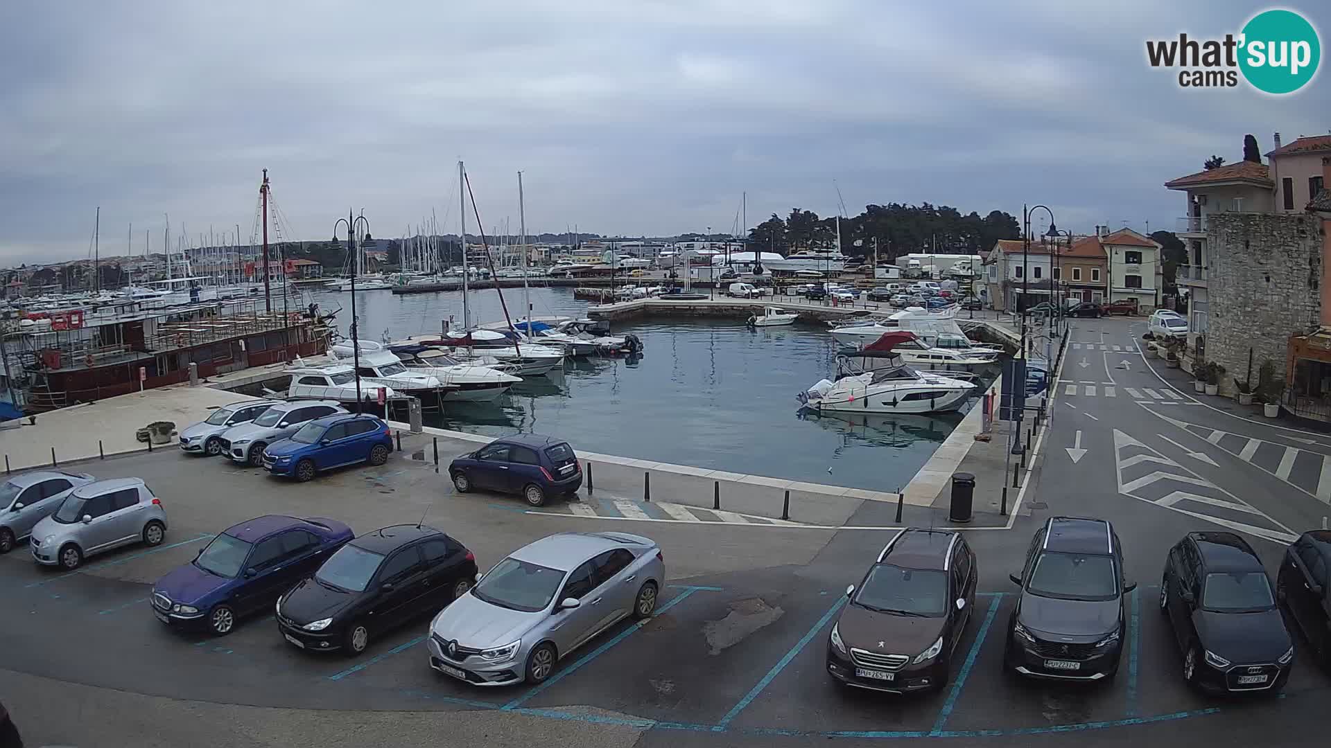 Novigrad | Porporela marina