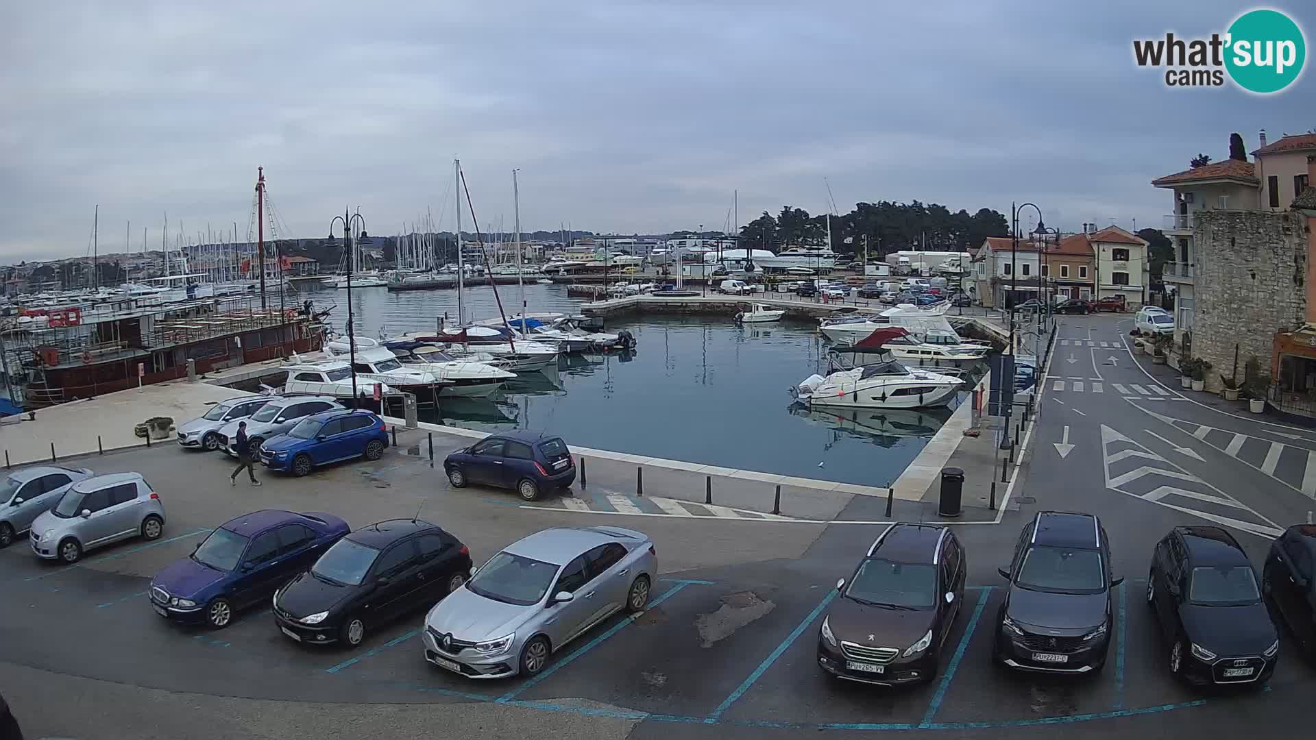 Novigrad | Porporela marina