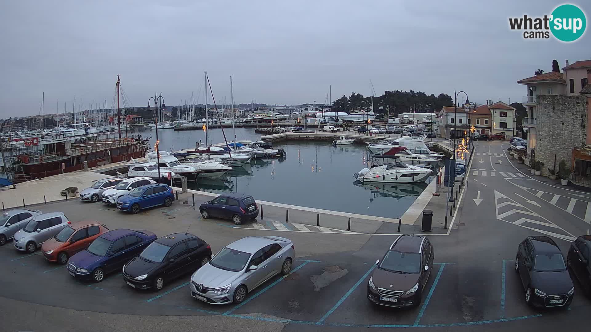 Novigrad | Porporela marina