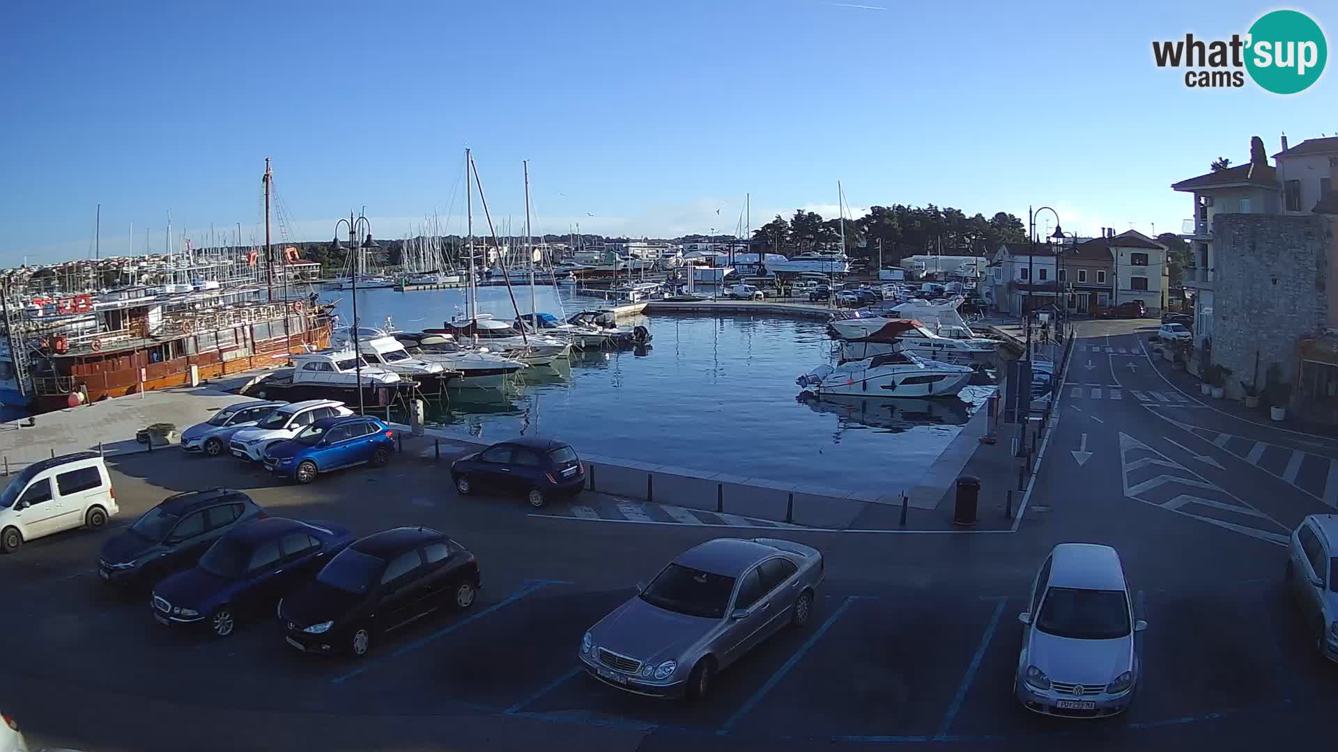 Novigrad | Porporela marina