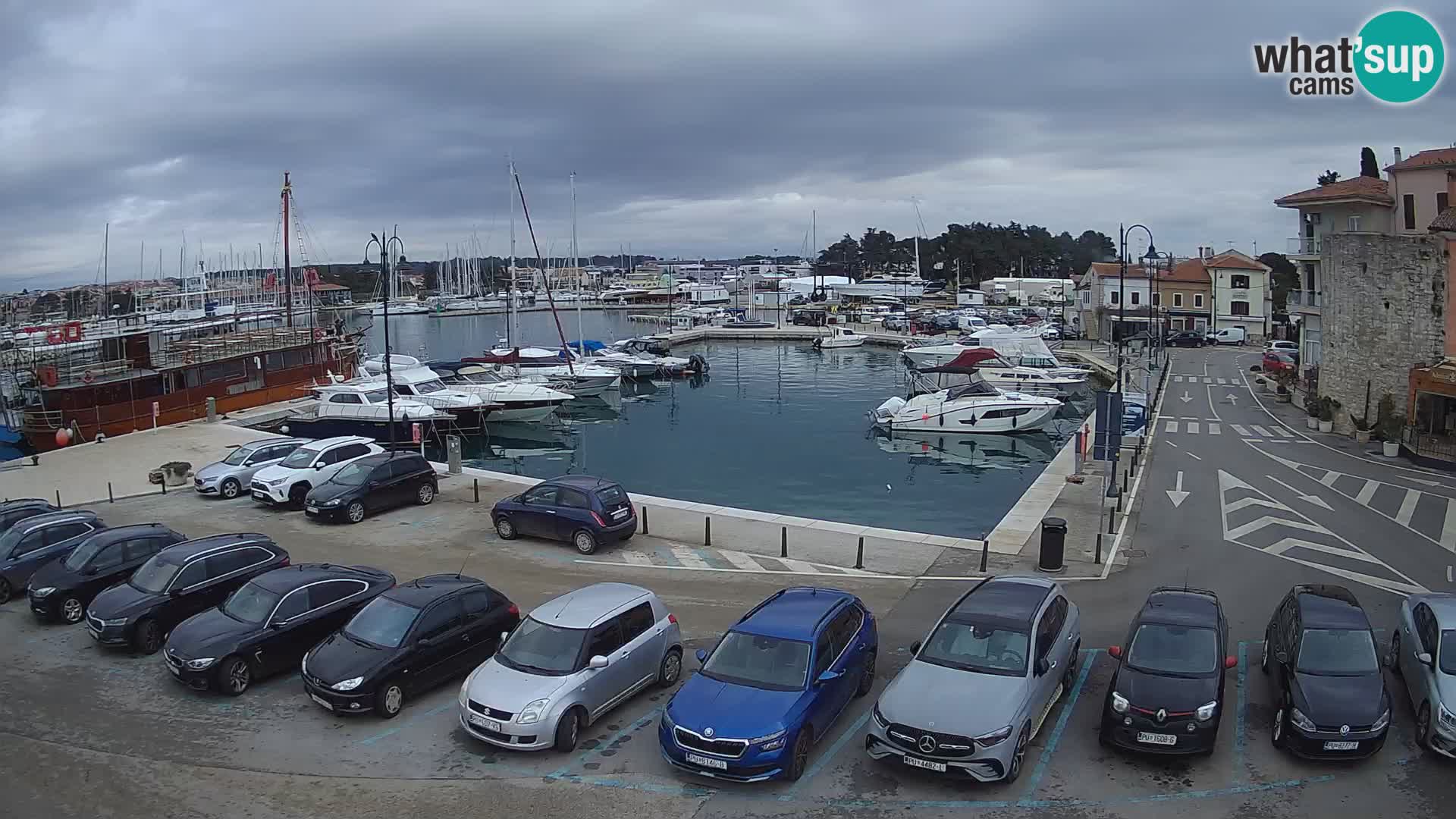 Novigrad | Porporela marina