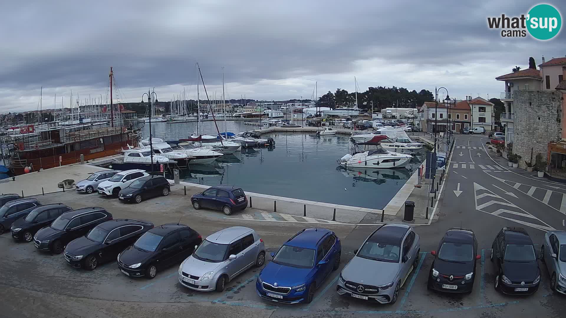 Novigrad | Porporela marina