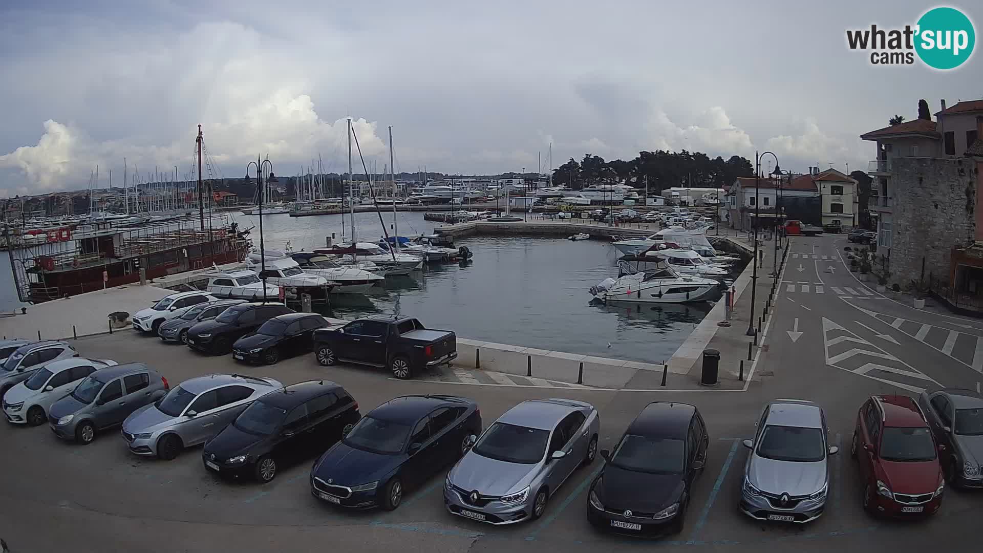 Novigrad | Porporela marina