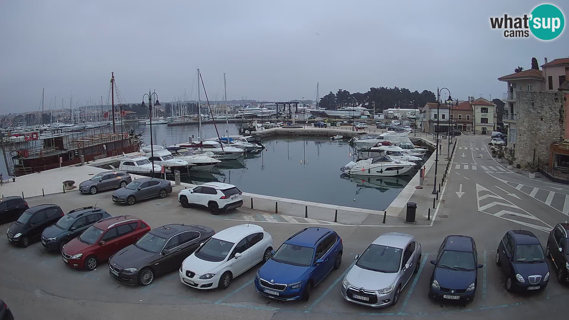 Novigrad | Porporela marina