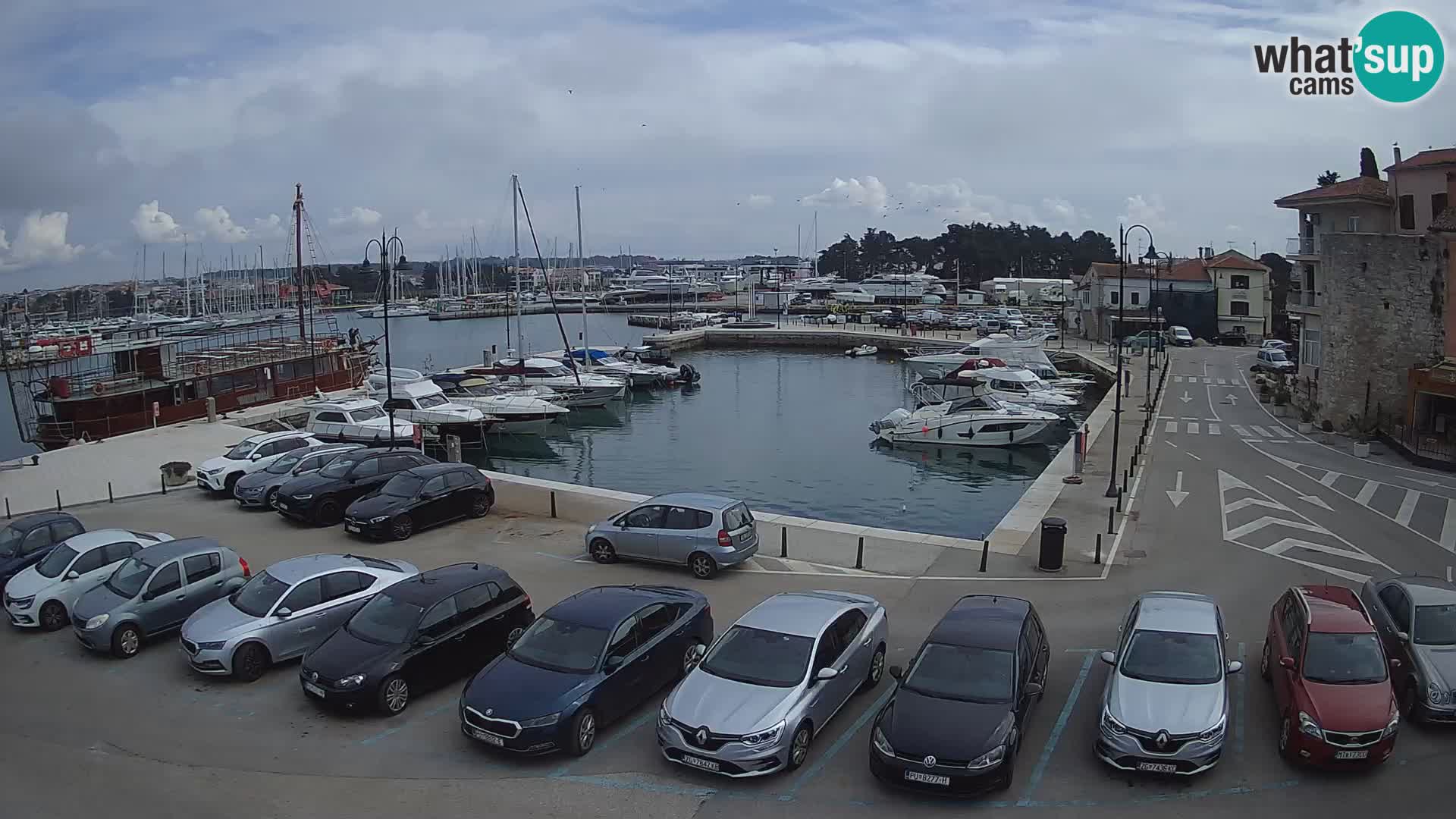 Novigrad | Porporela marina