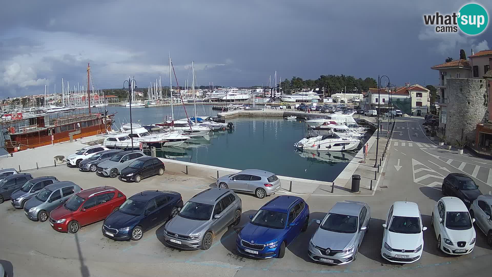 Novigrad | Porporela marina