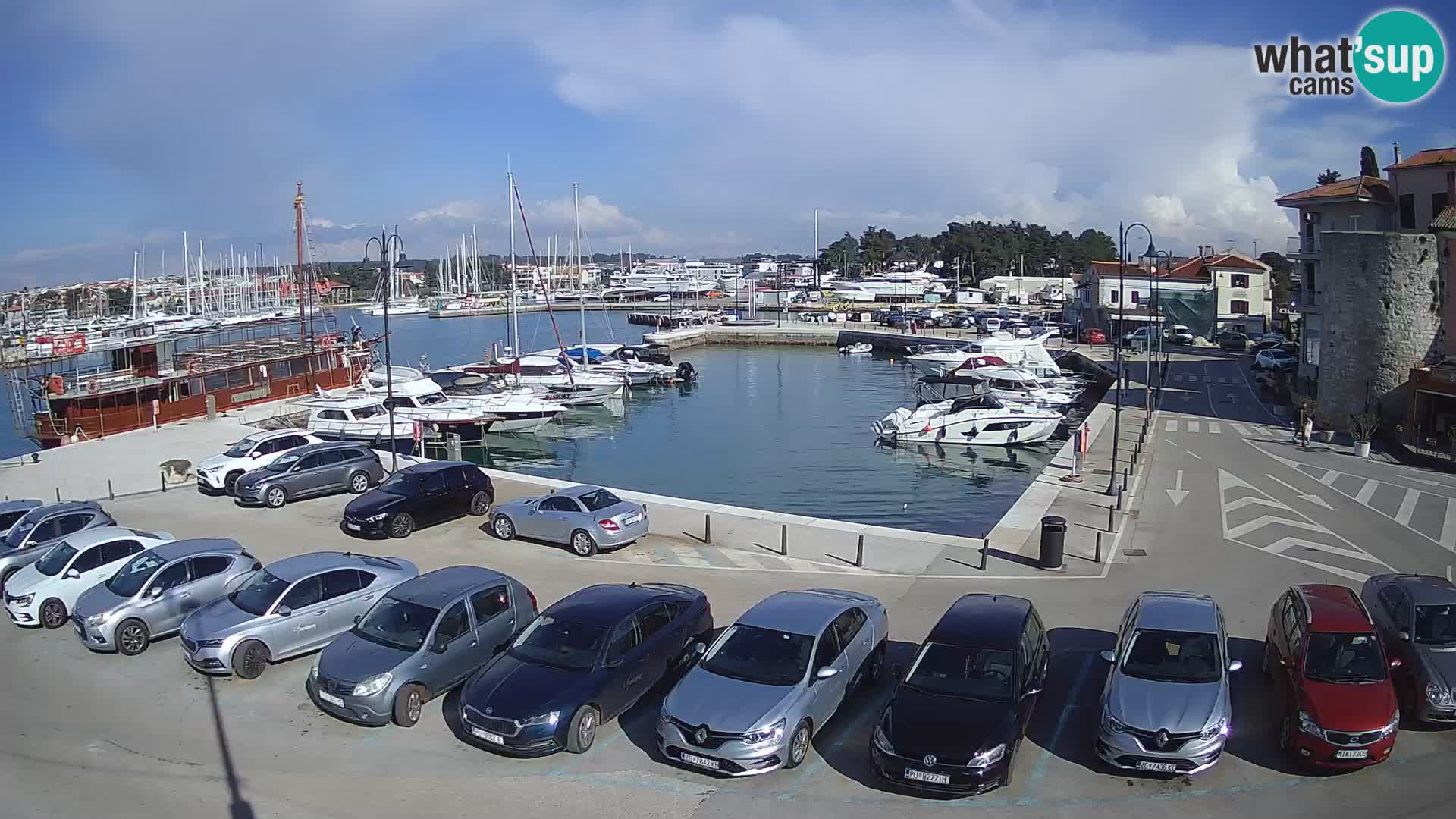 Novigrad | Porporela marina