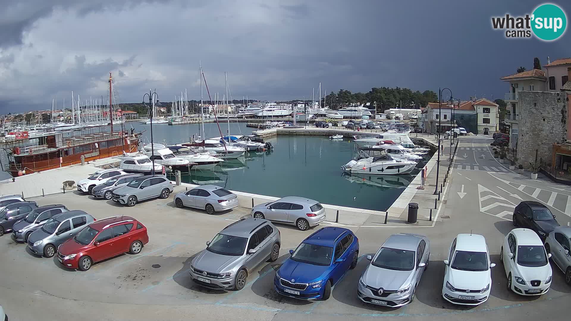 Novigrad | Porporela marina