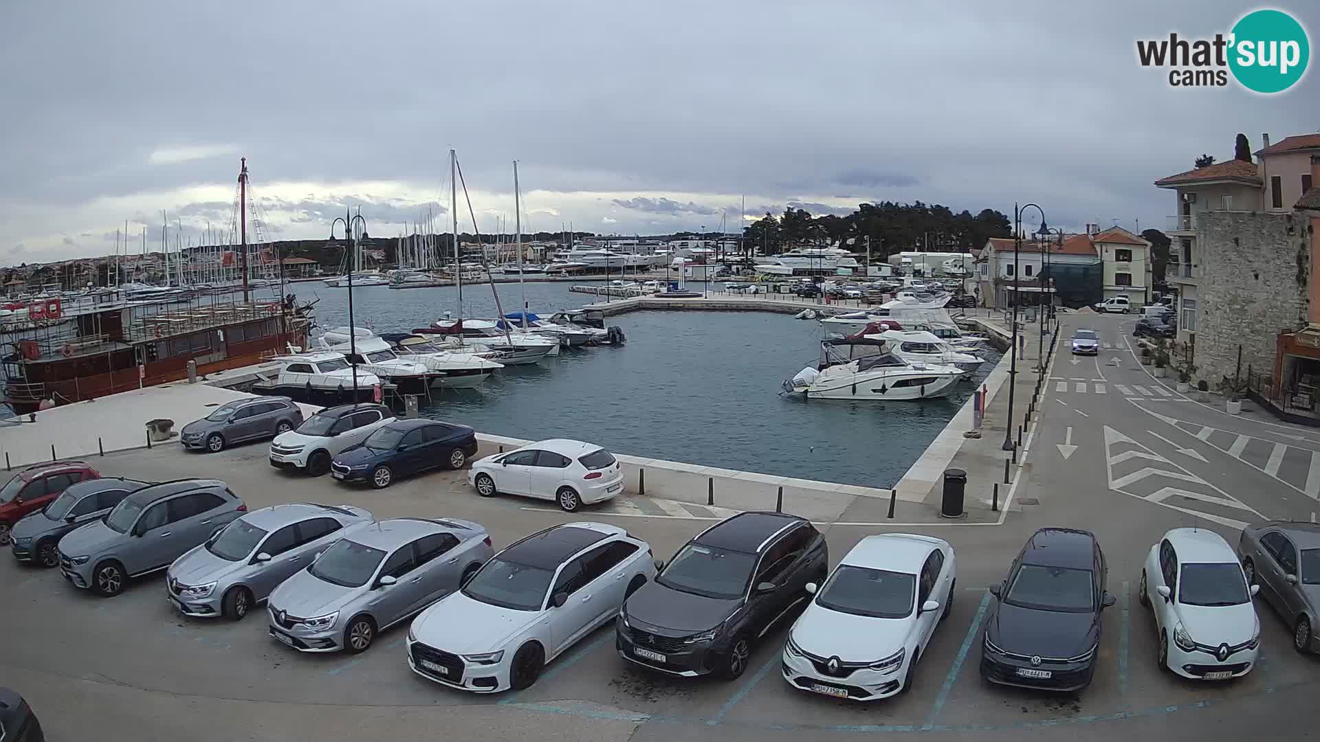 Novigrad | Porporela marina