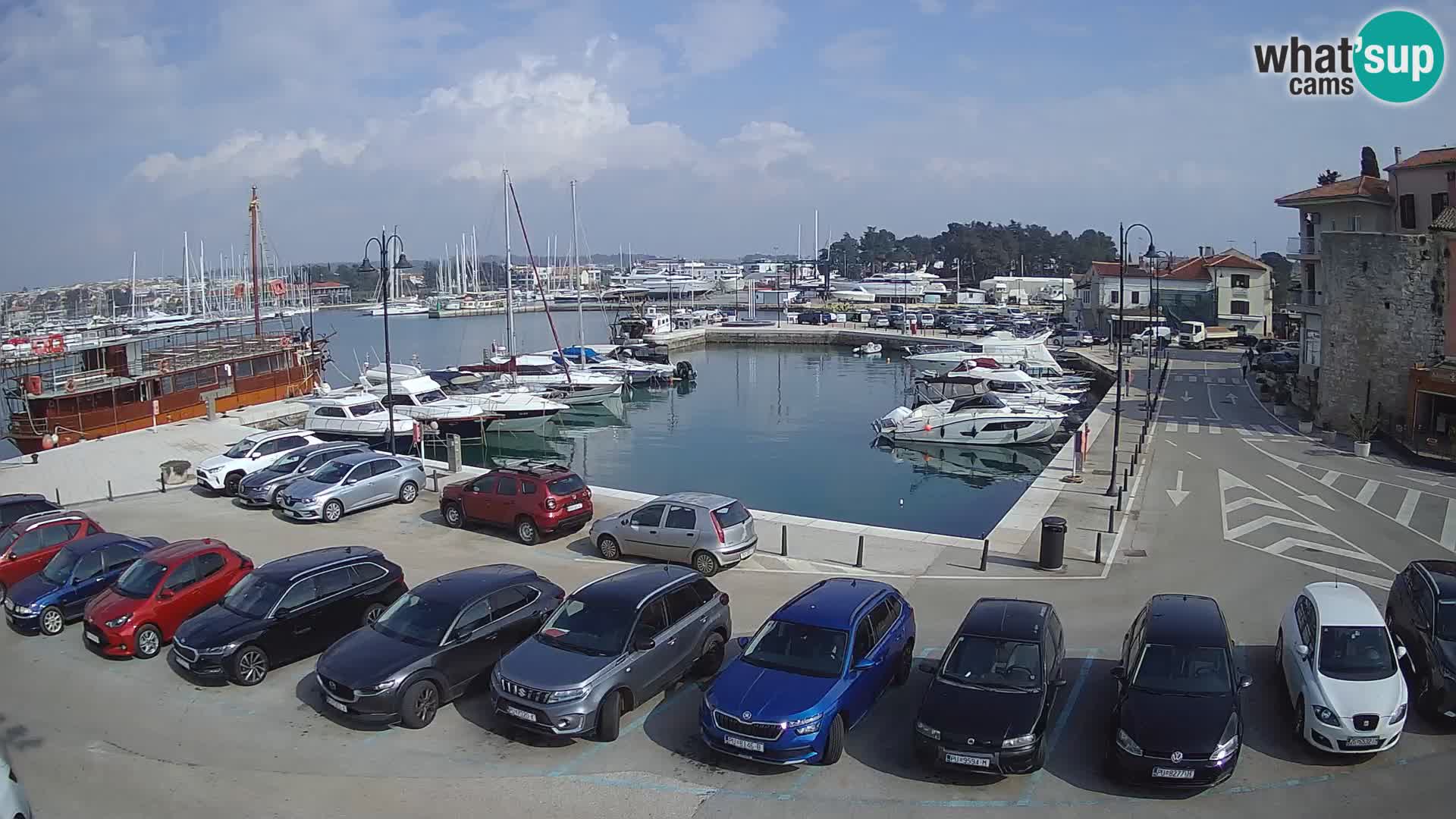 Novigrad | Porporela marina