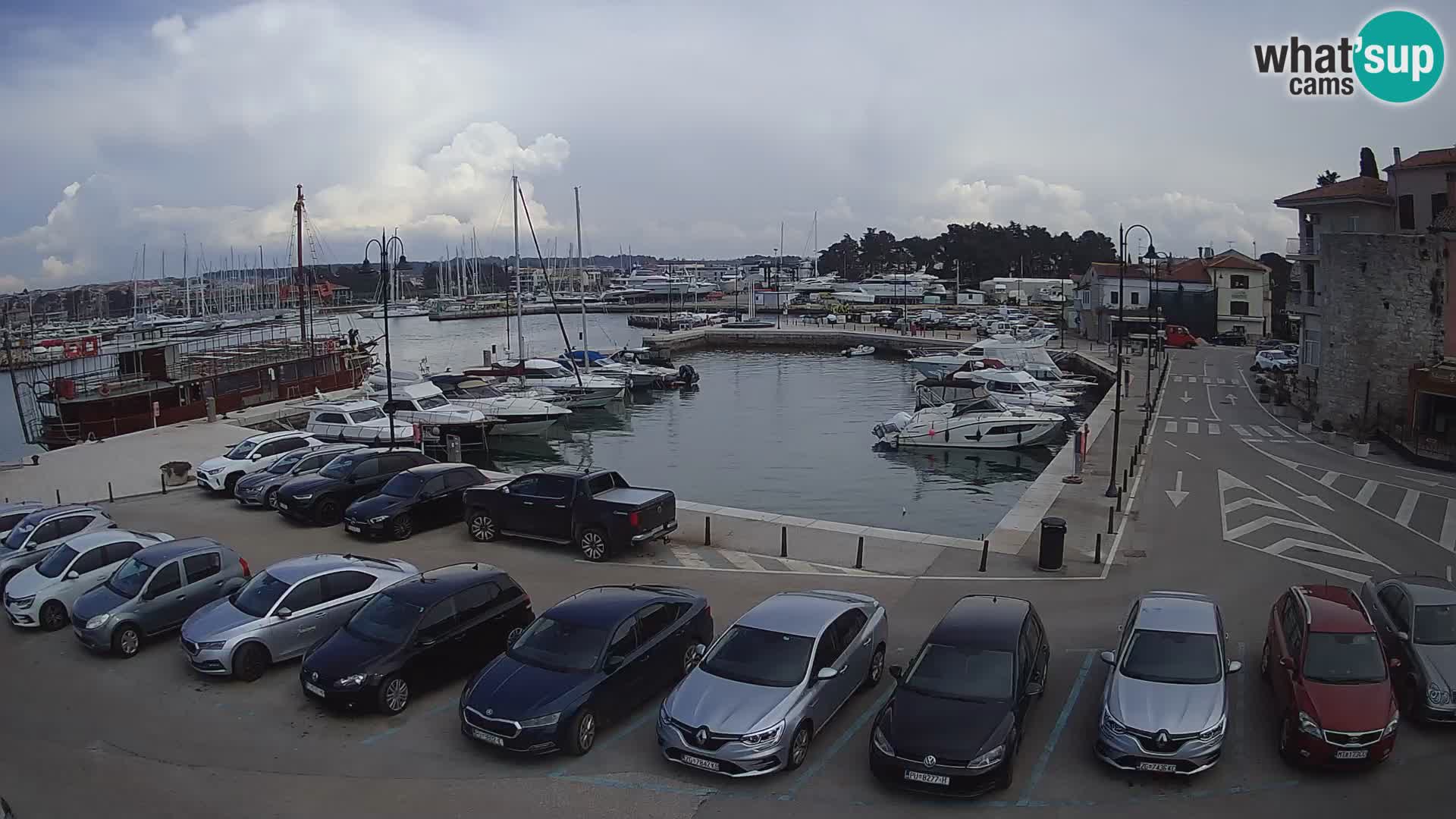 Novigrad | Porporela marina